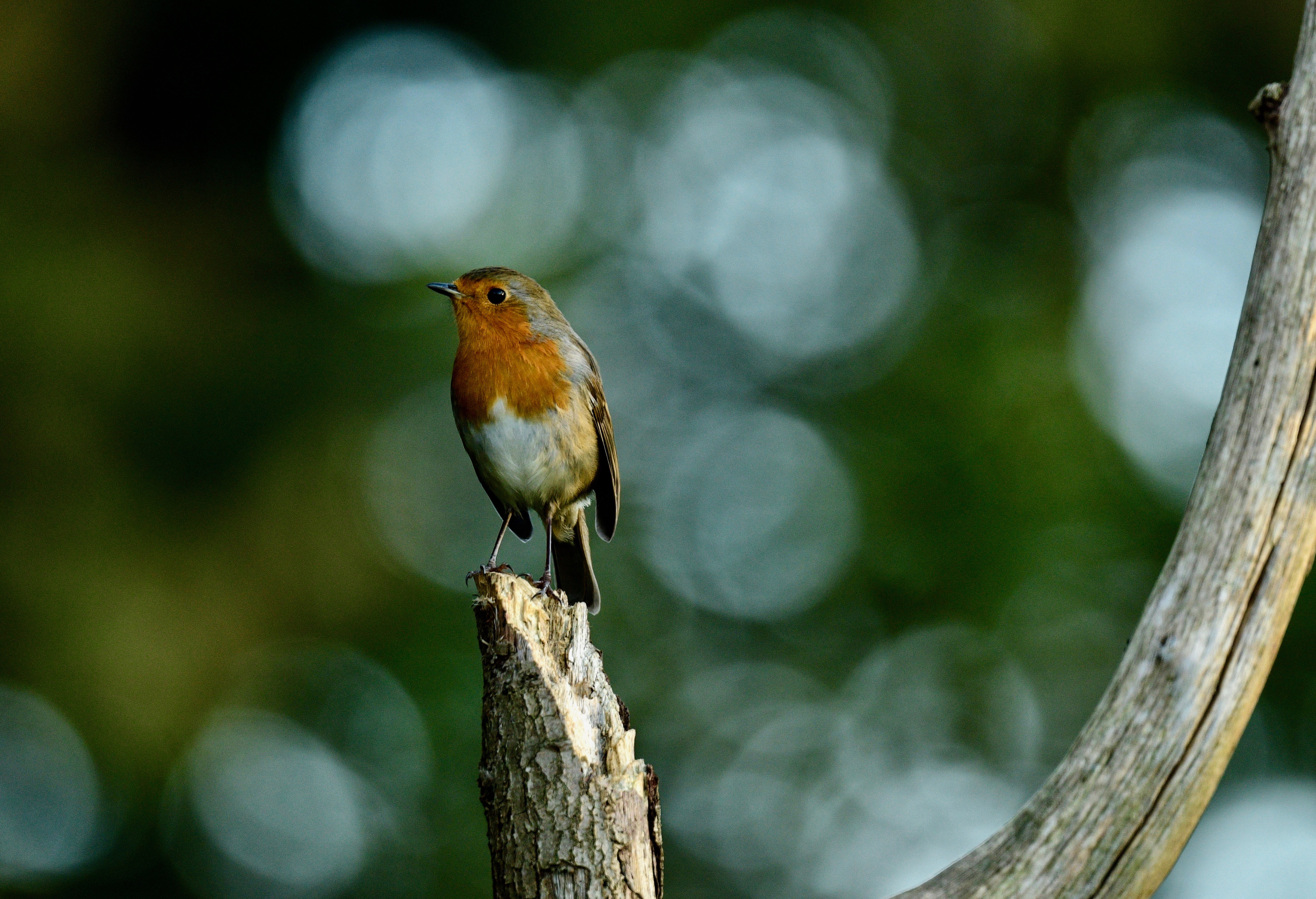 Wren - 08-10-2022