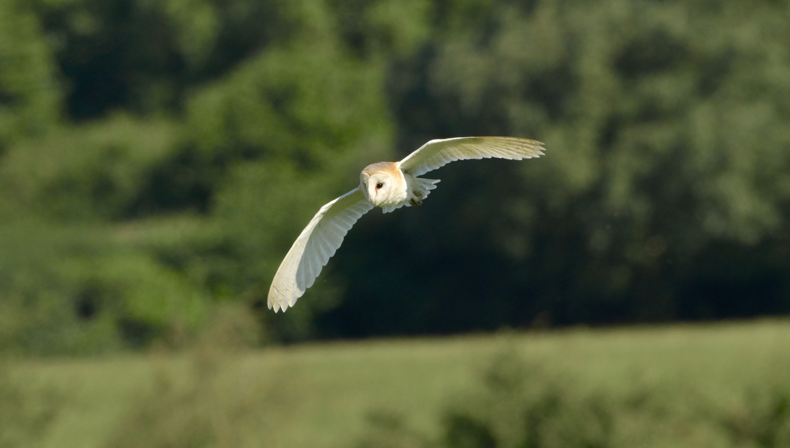 Barn Owl - 19-06-2026