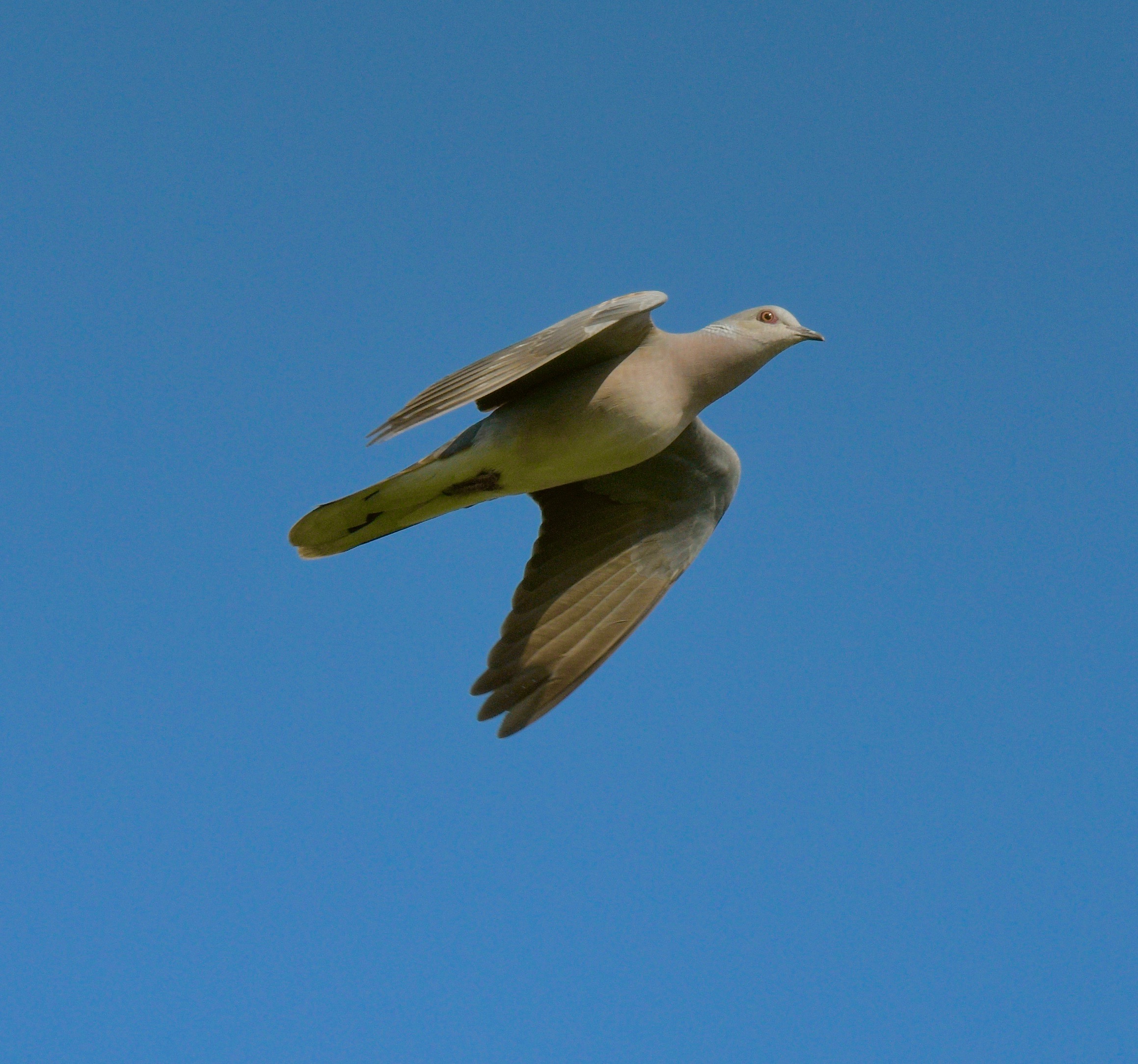 Turtle Dove - 03-06-2023