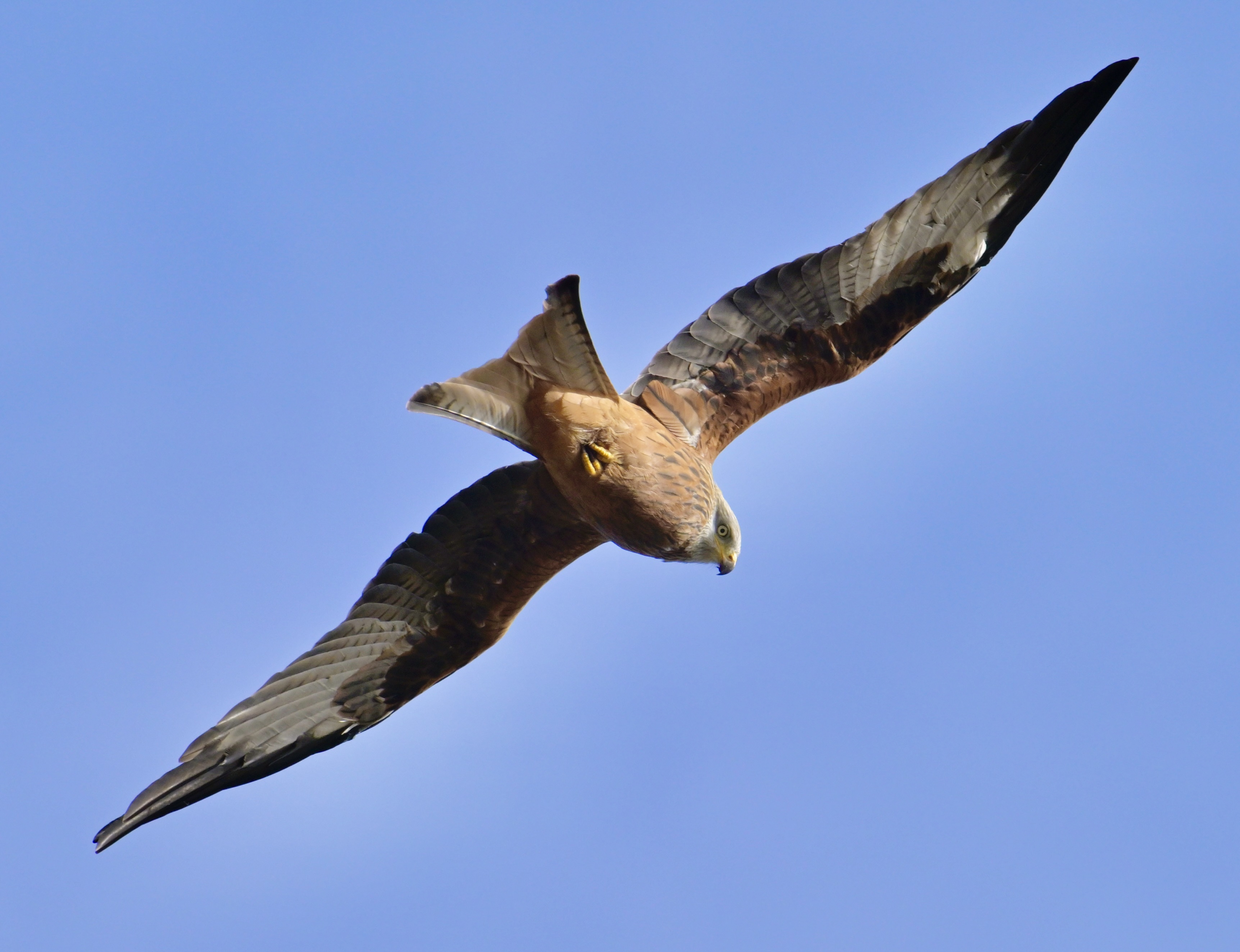 Red Kite - 17-10-2023