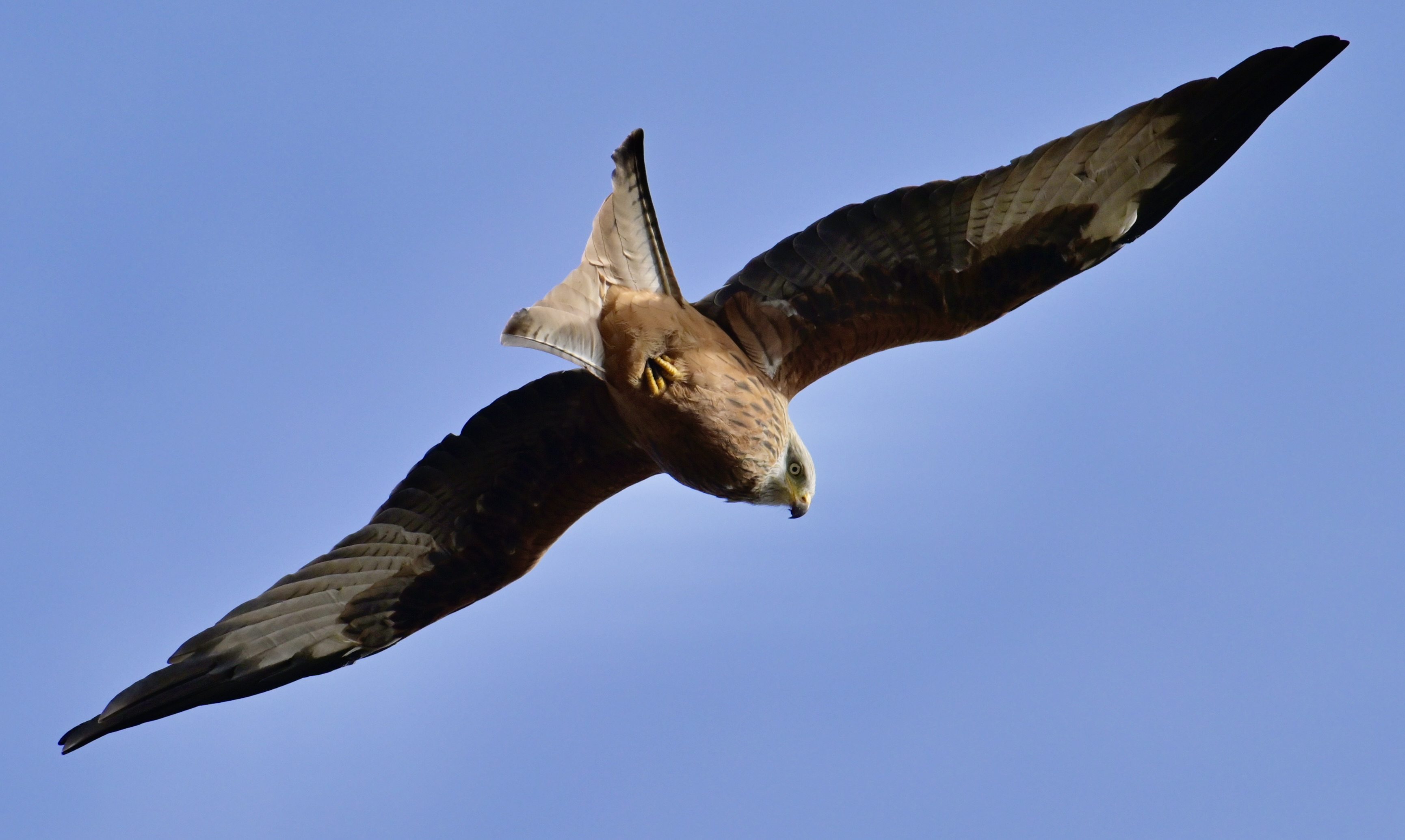 Red Kite - 17-10-2023