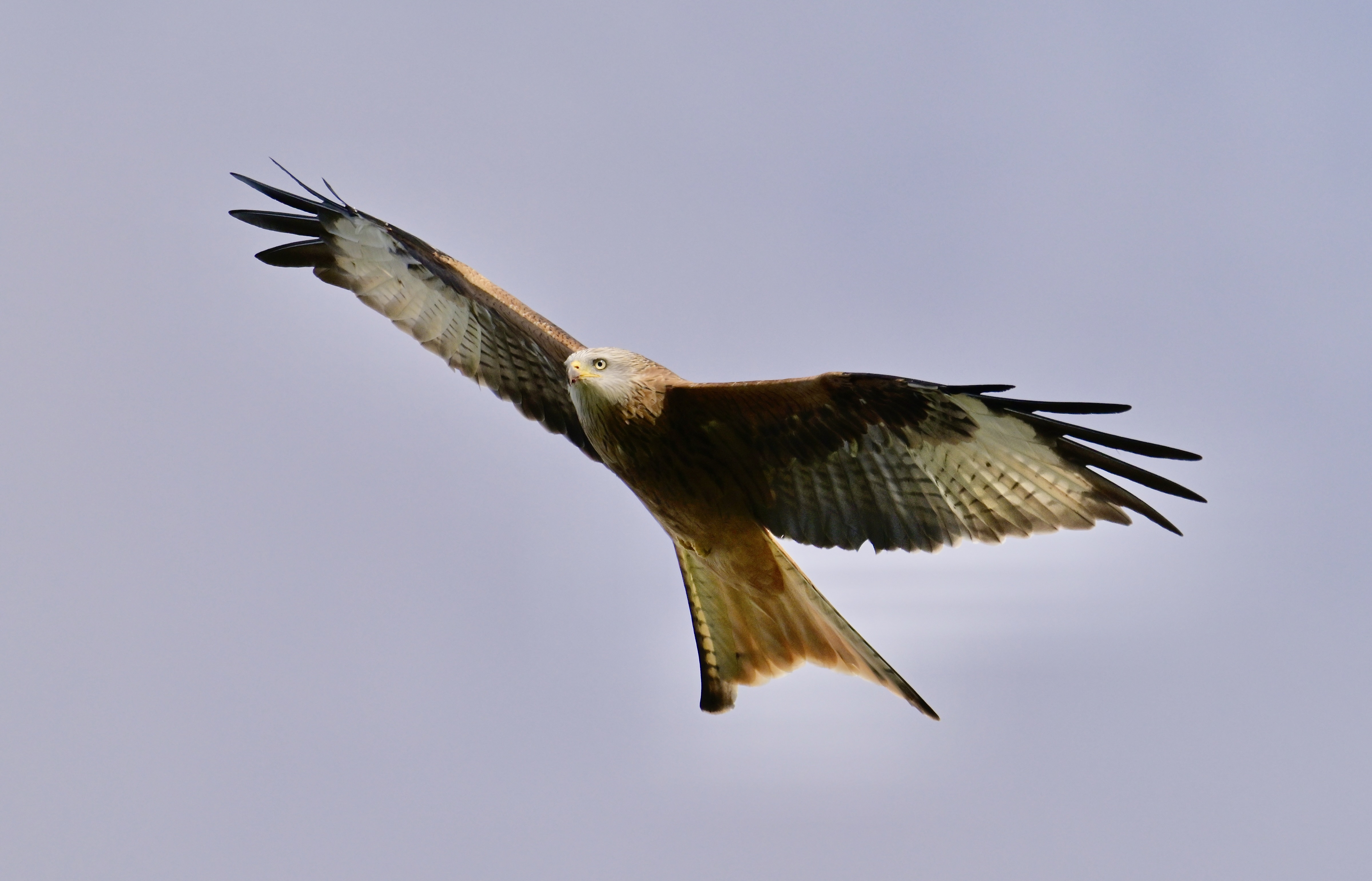 Red Kite - 17-10-2023