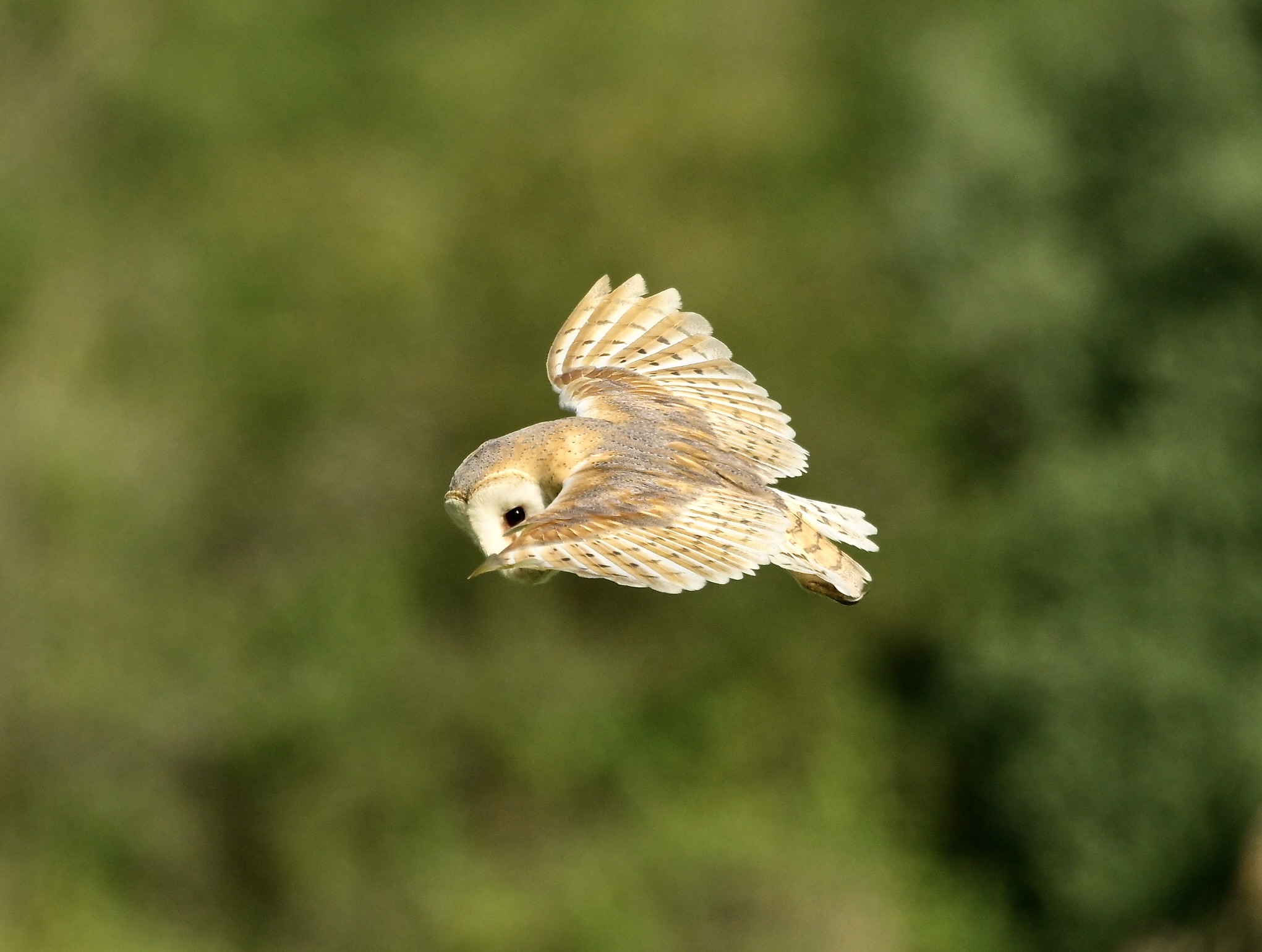 Barn Owl - 20-06-2026