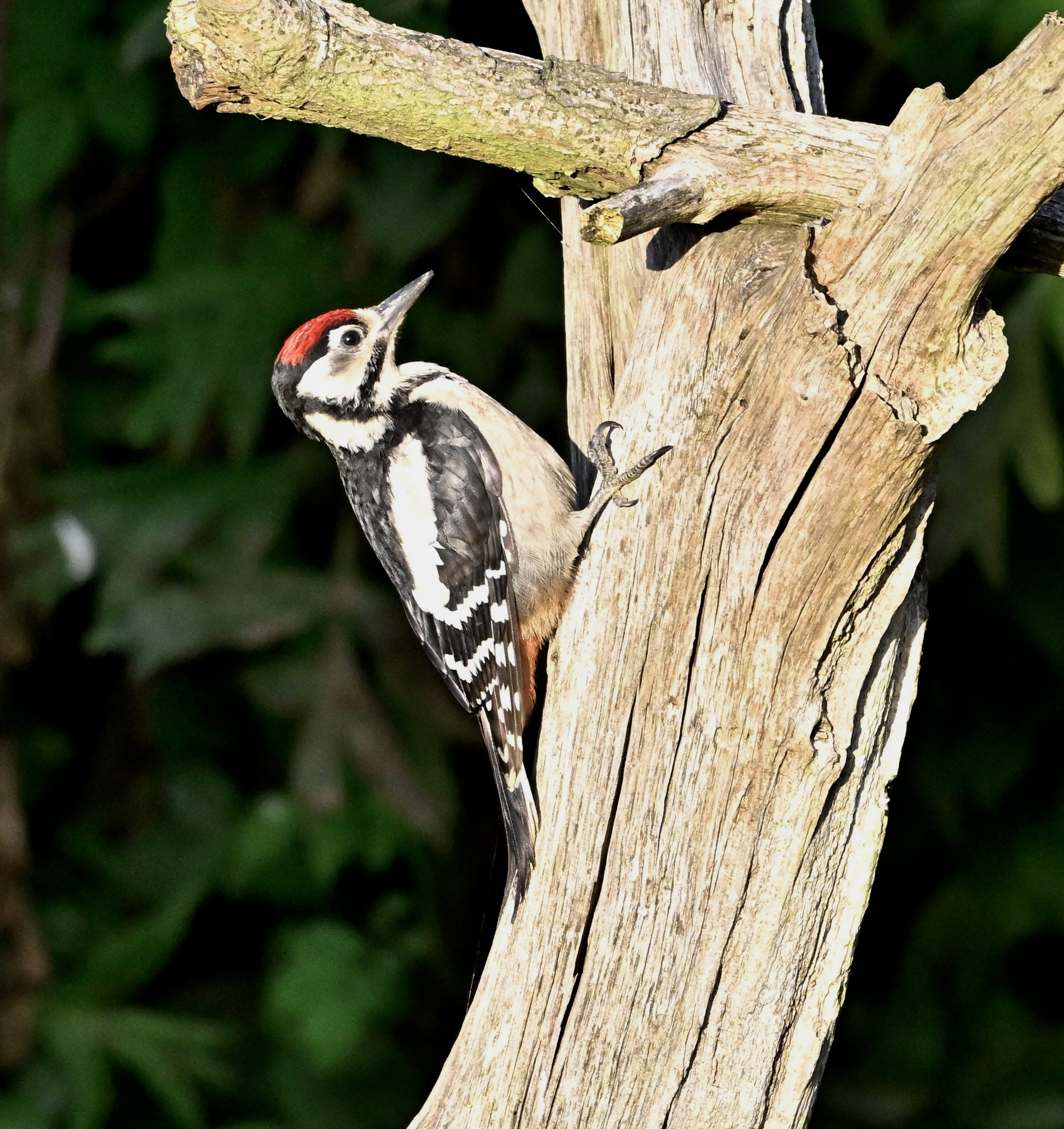 Great Spotted Woodpecker - 02-07-2024