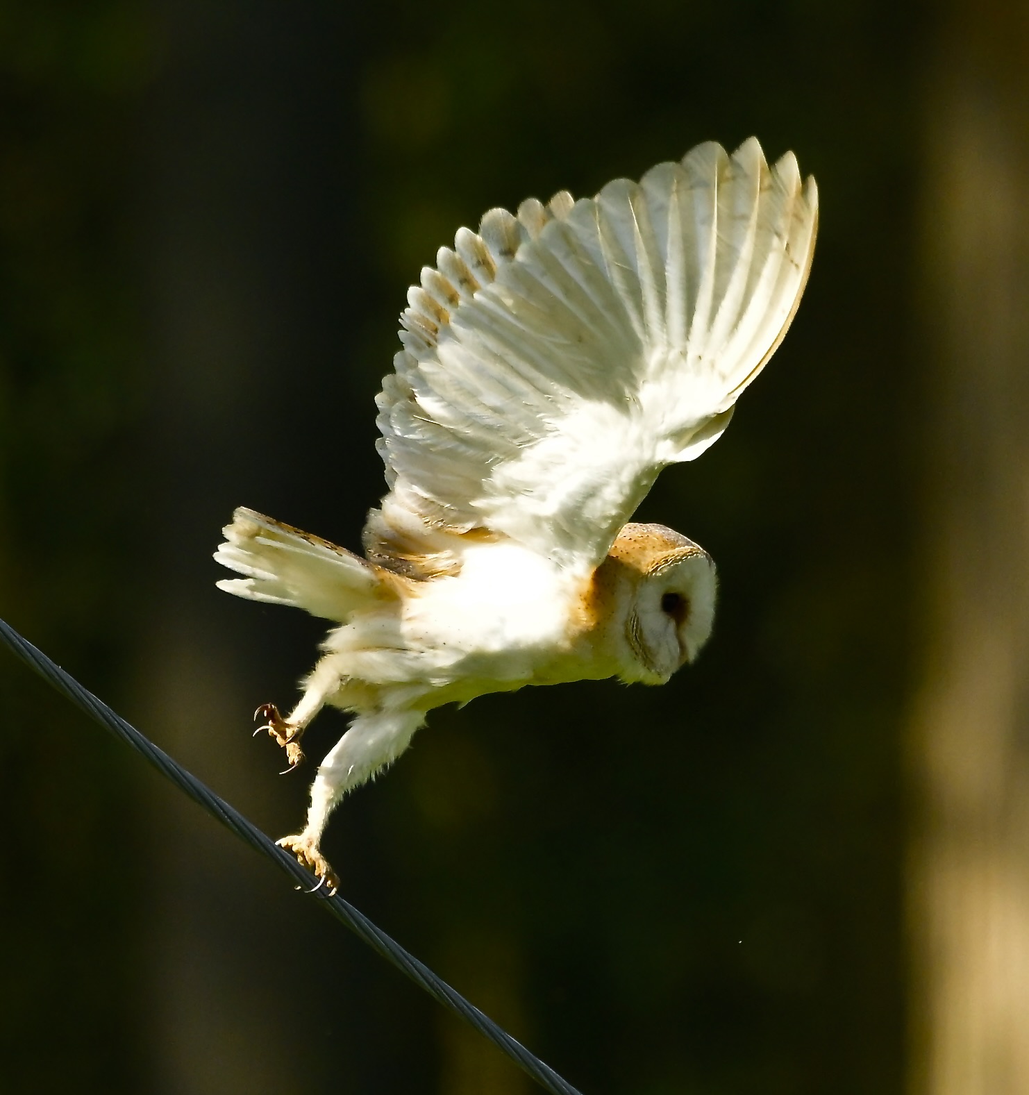 Barn Owl - 20-06-2026