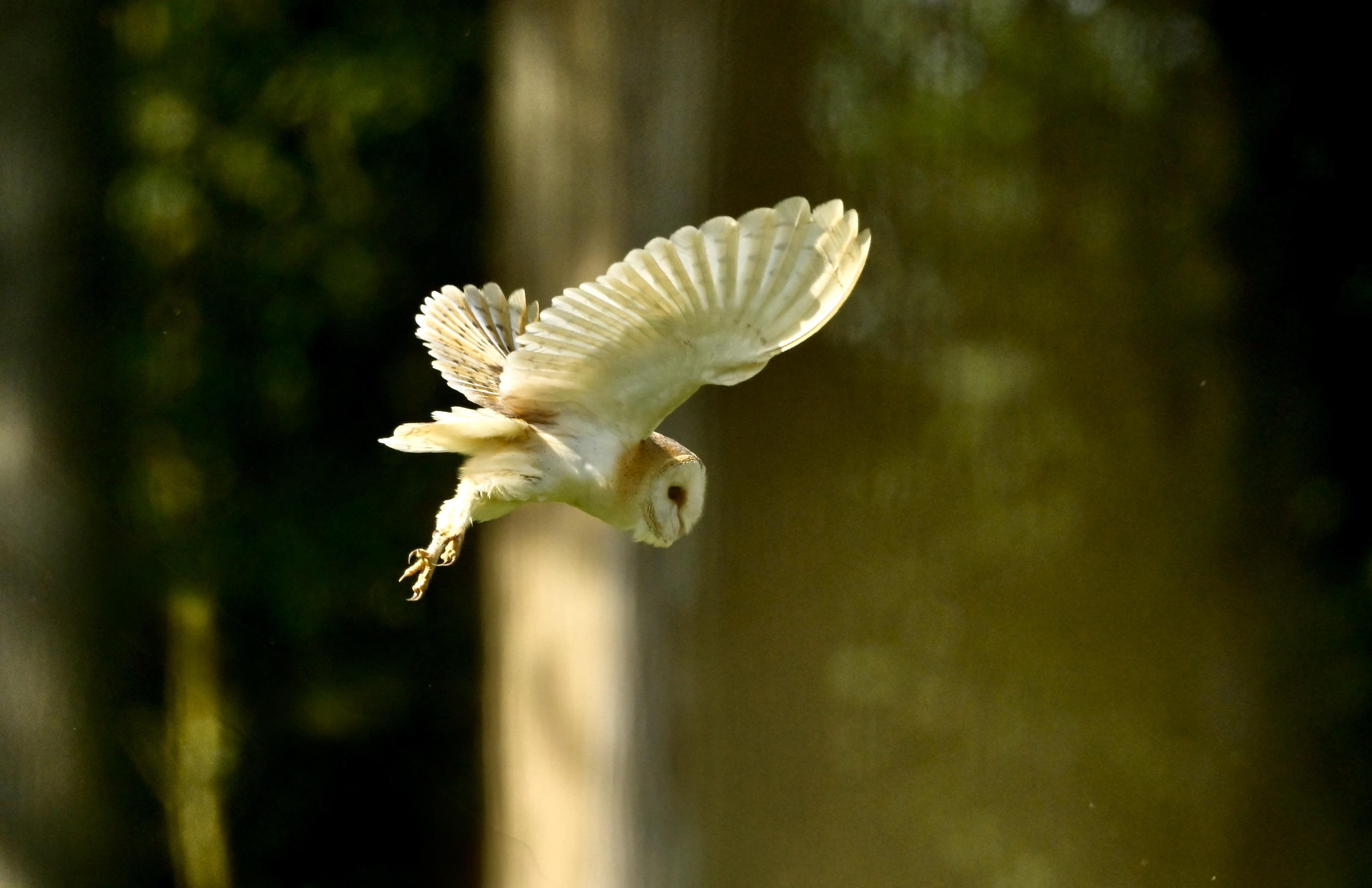 Barn Owl - 20-06-2026