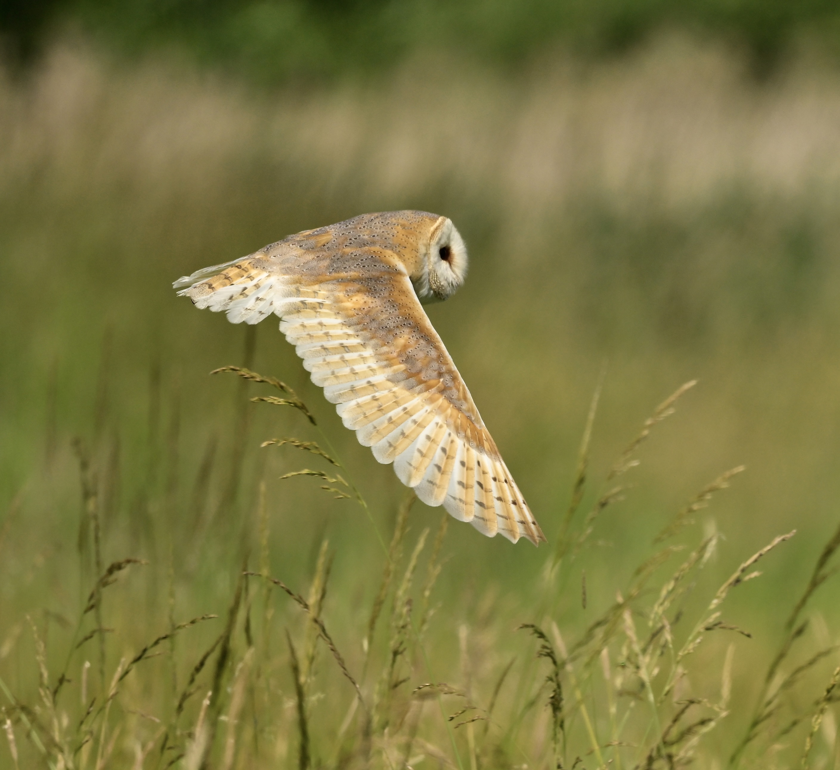 Barn Owl - 20-06-2026