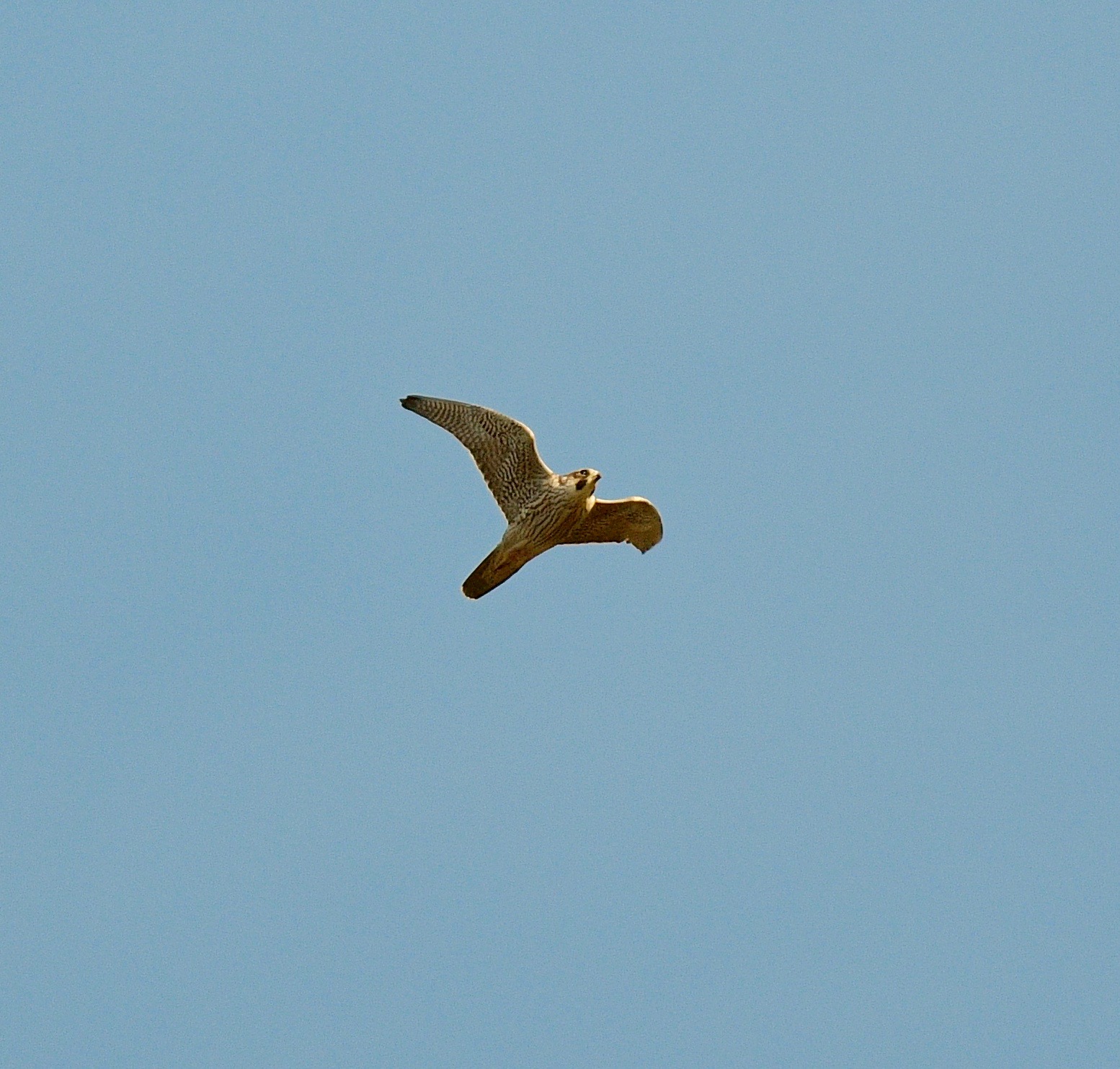 Peregrine - 11-10-2022