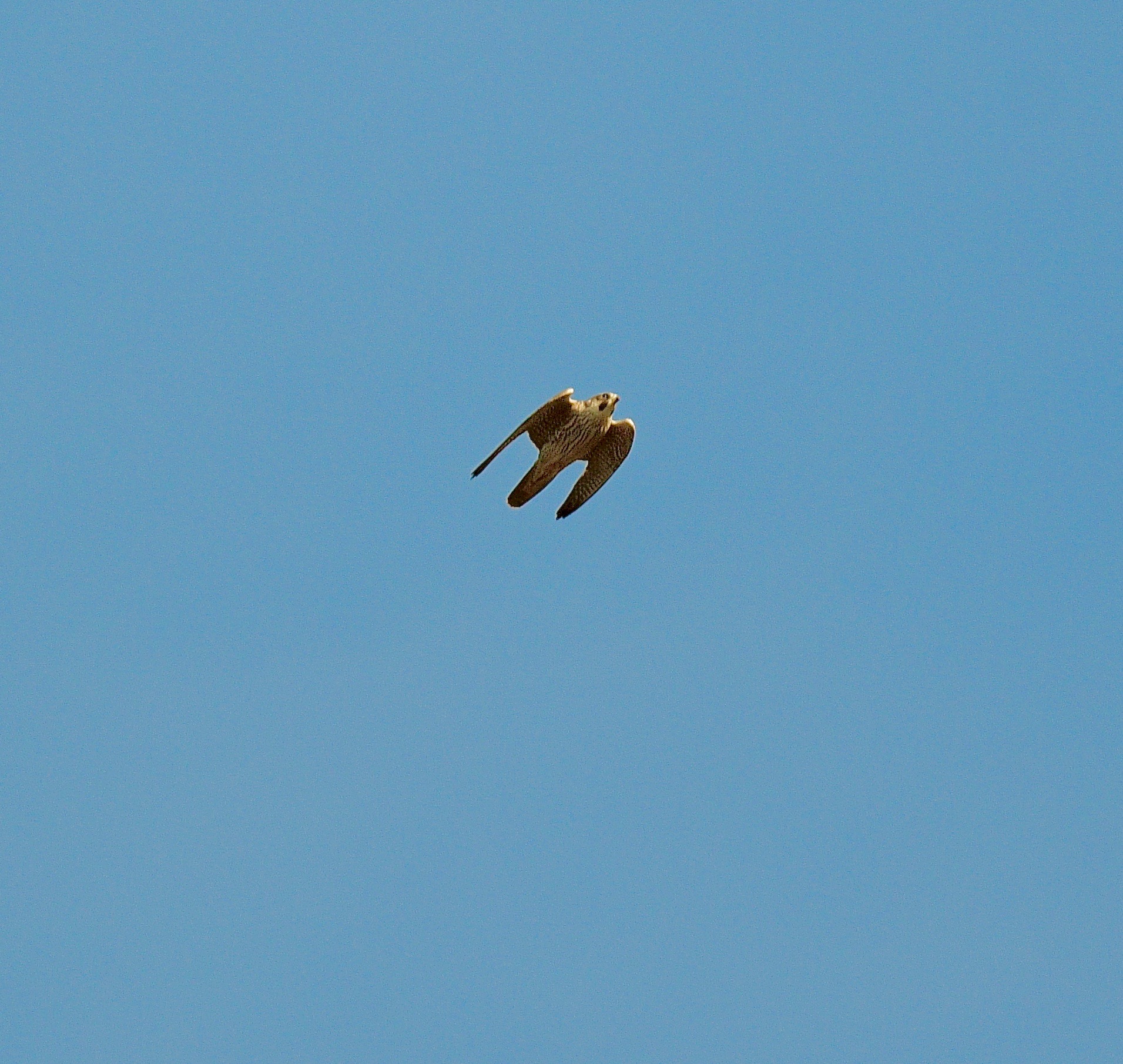 Peregrine - 11-10-2022