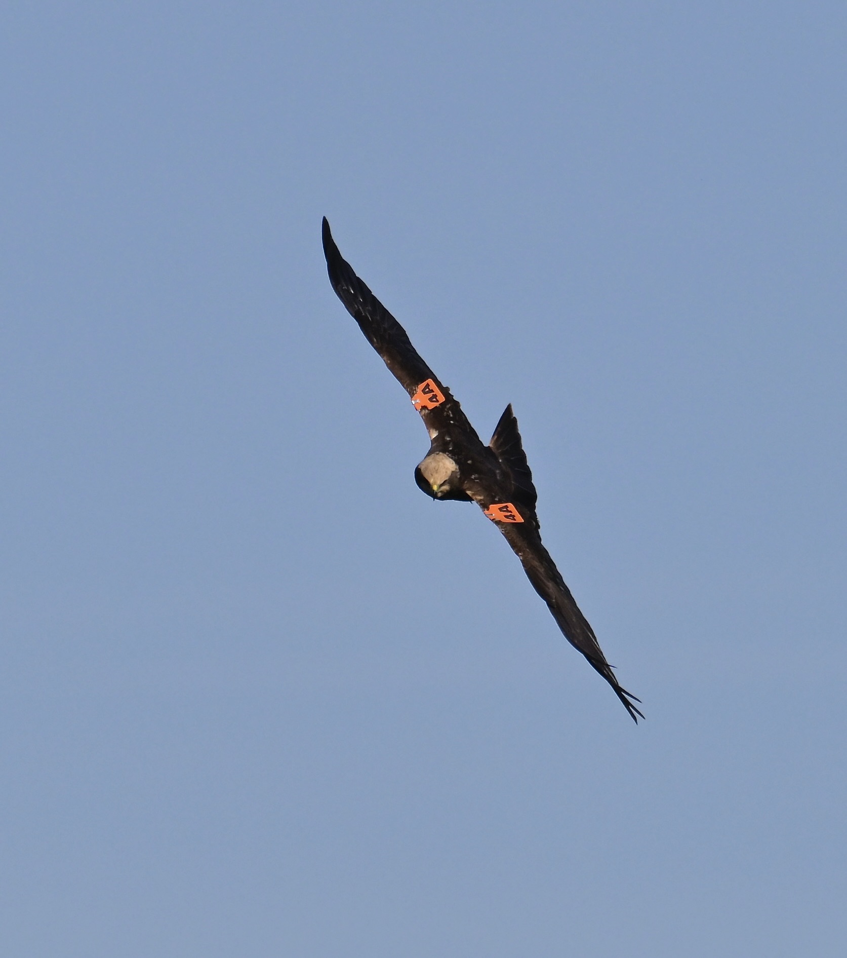 Marsh Harrier - 22-10-2023