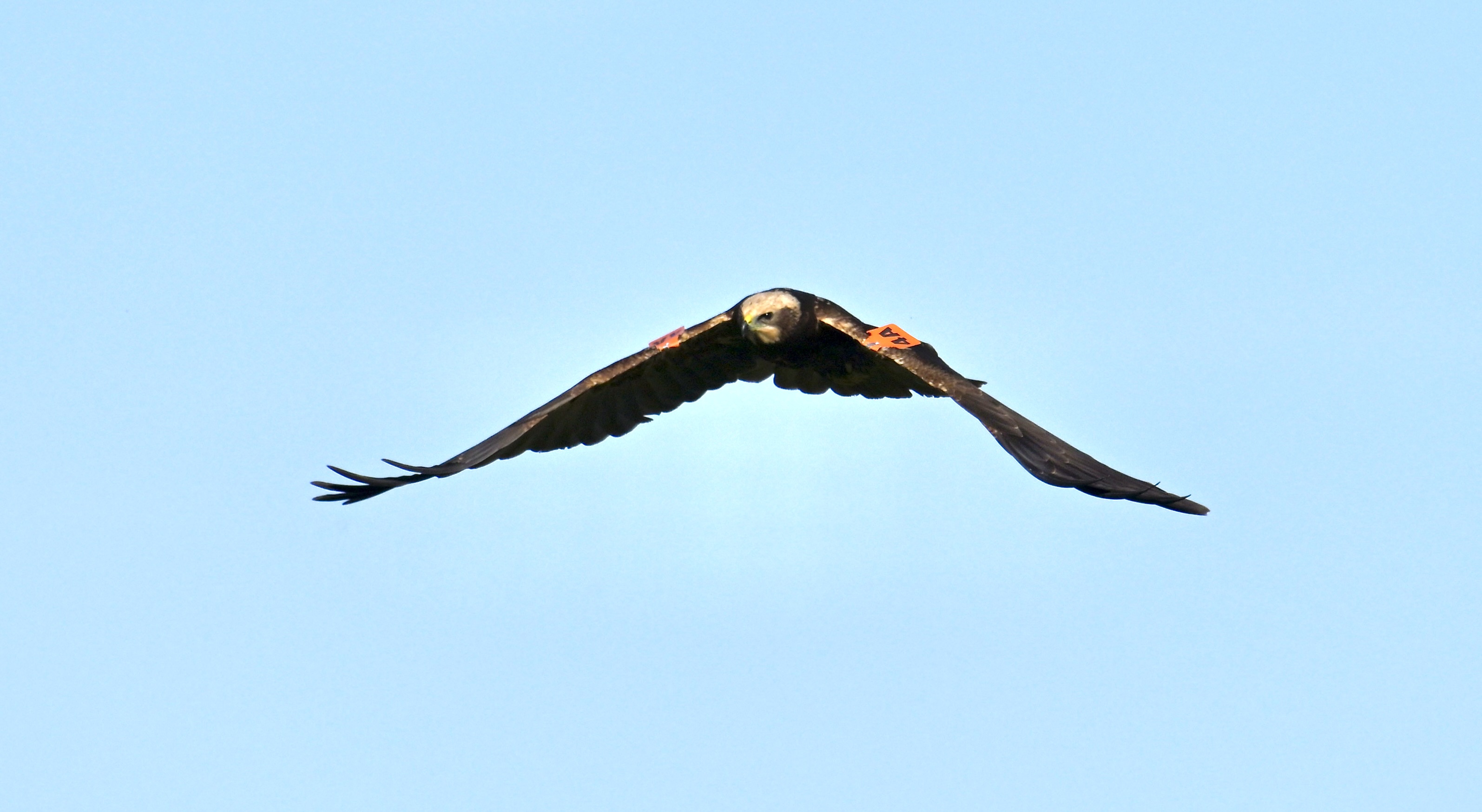 Marsh Harrier - 22-10-2023