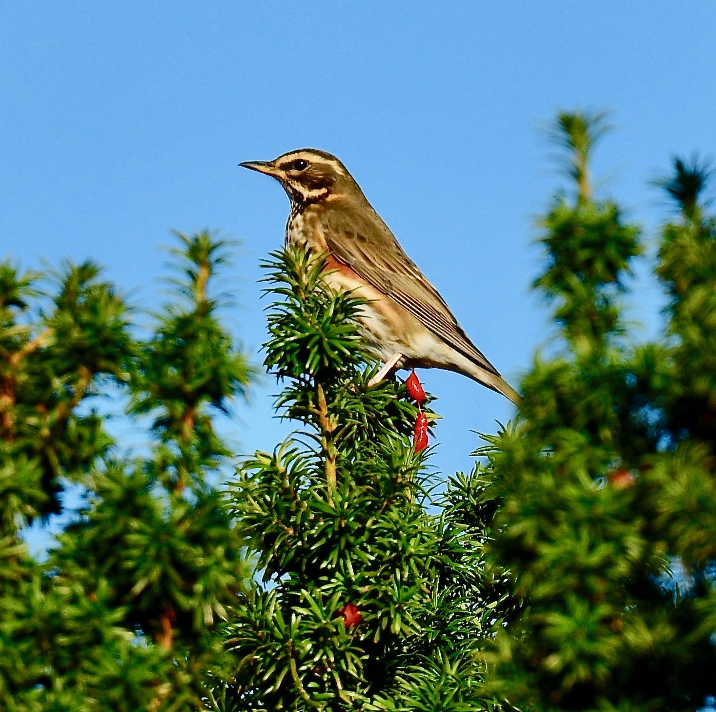 Redwing - 13-10-2022