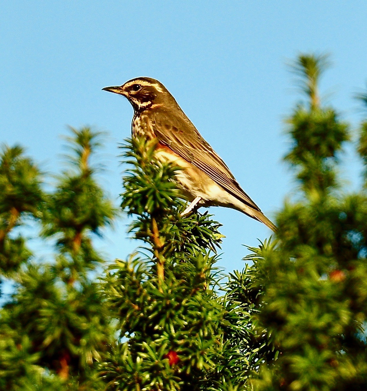 Redwing - 13-10-2022