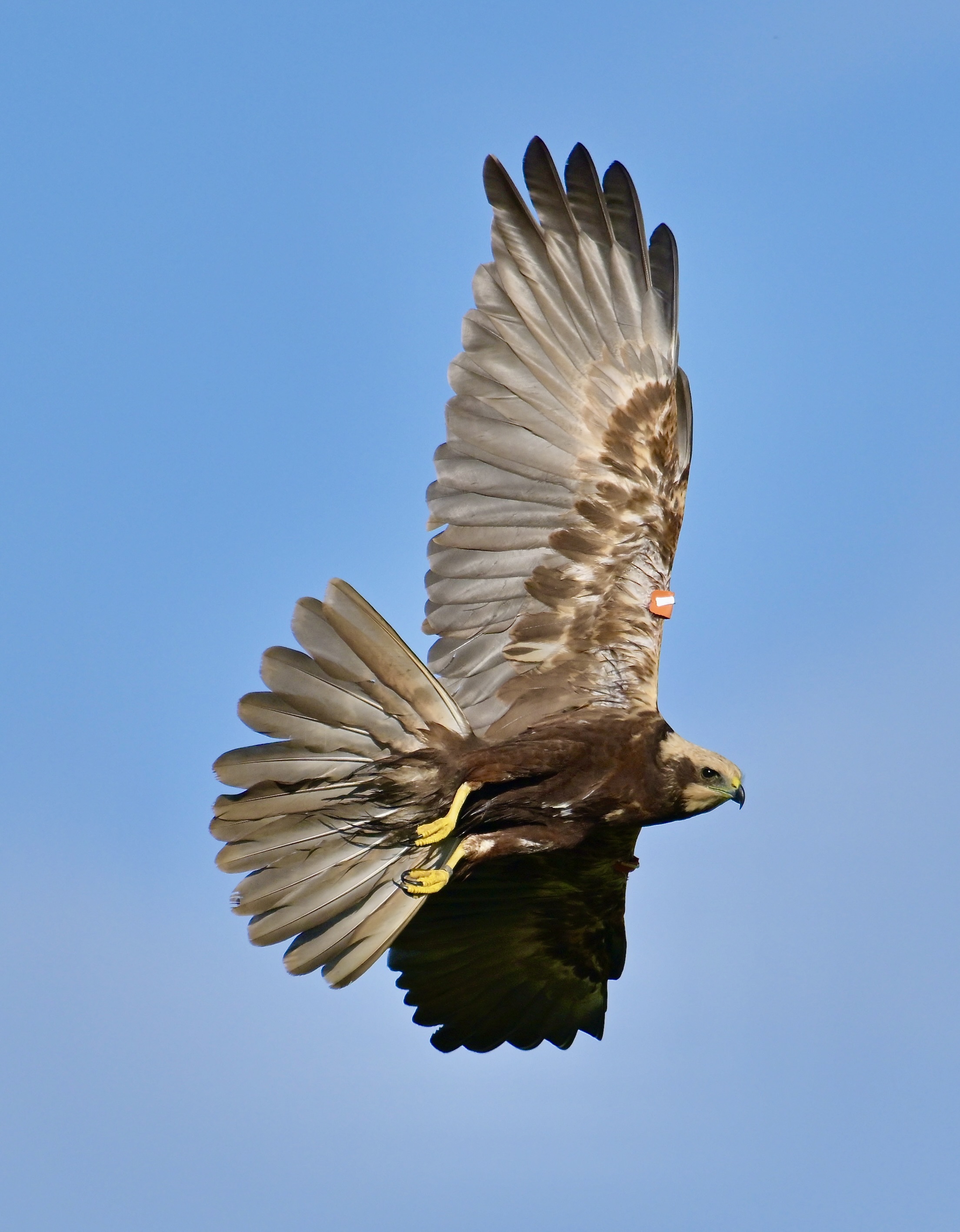 Marsh Harrier - 22-10-2023