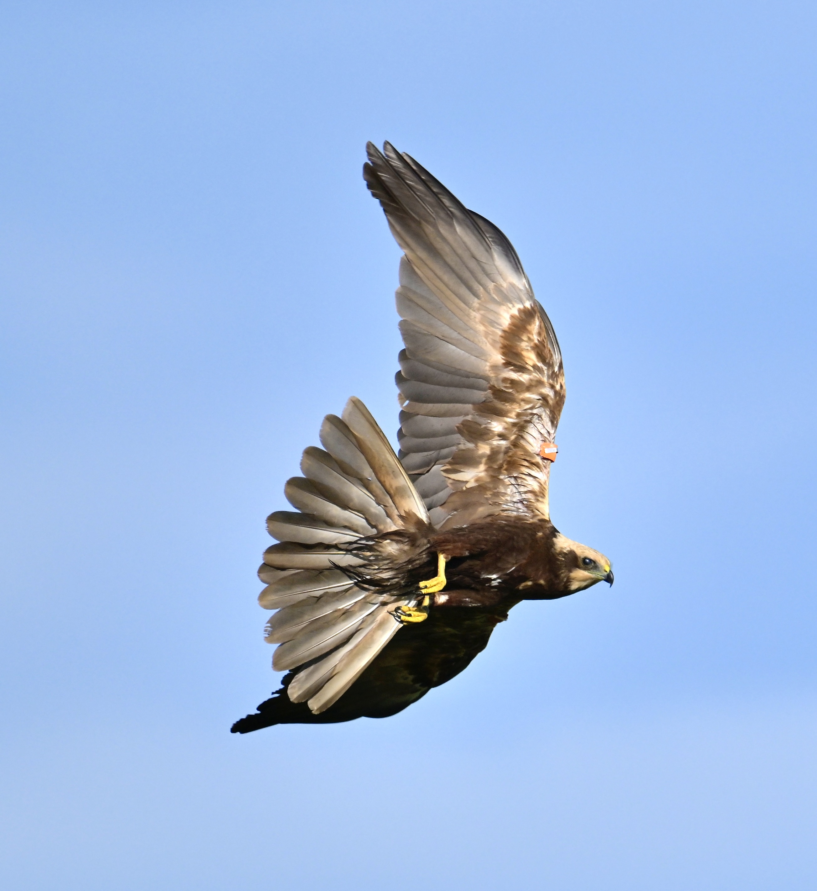 Marsh Harrier - 22-10-2023