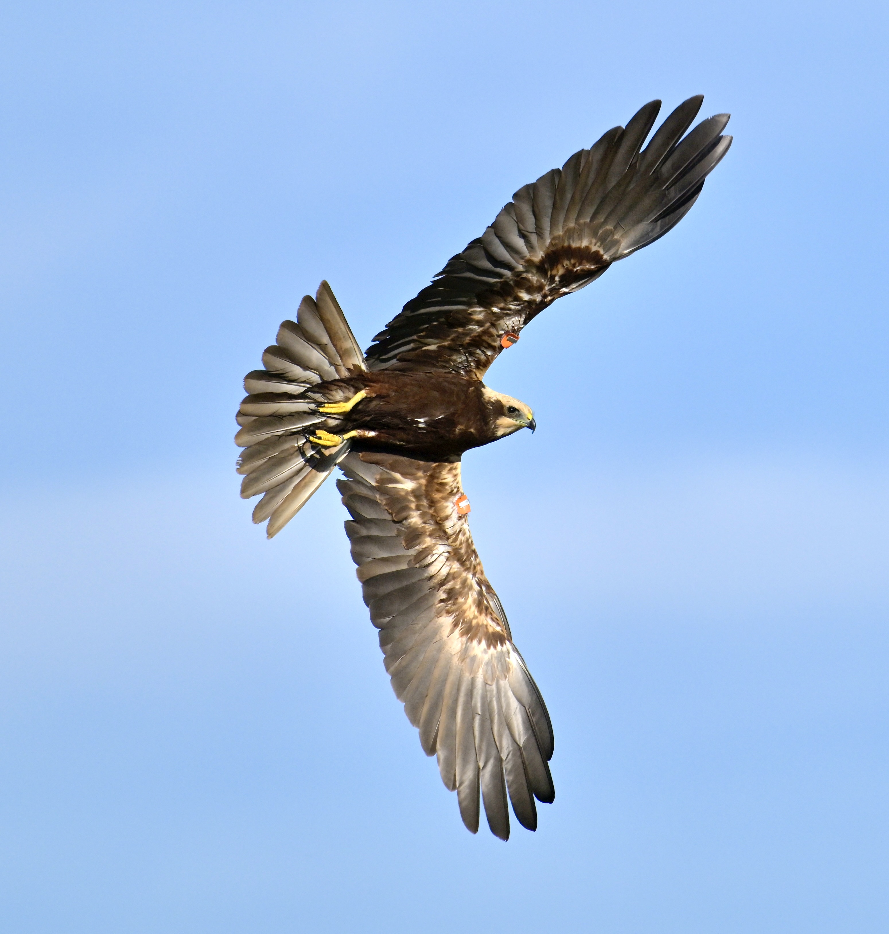 Marsh Harrier - 22-10-2023