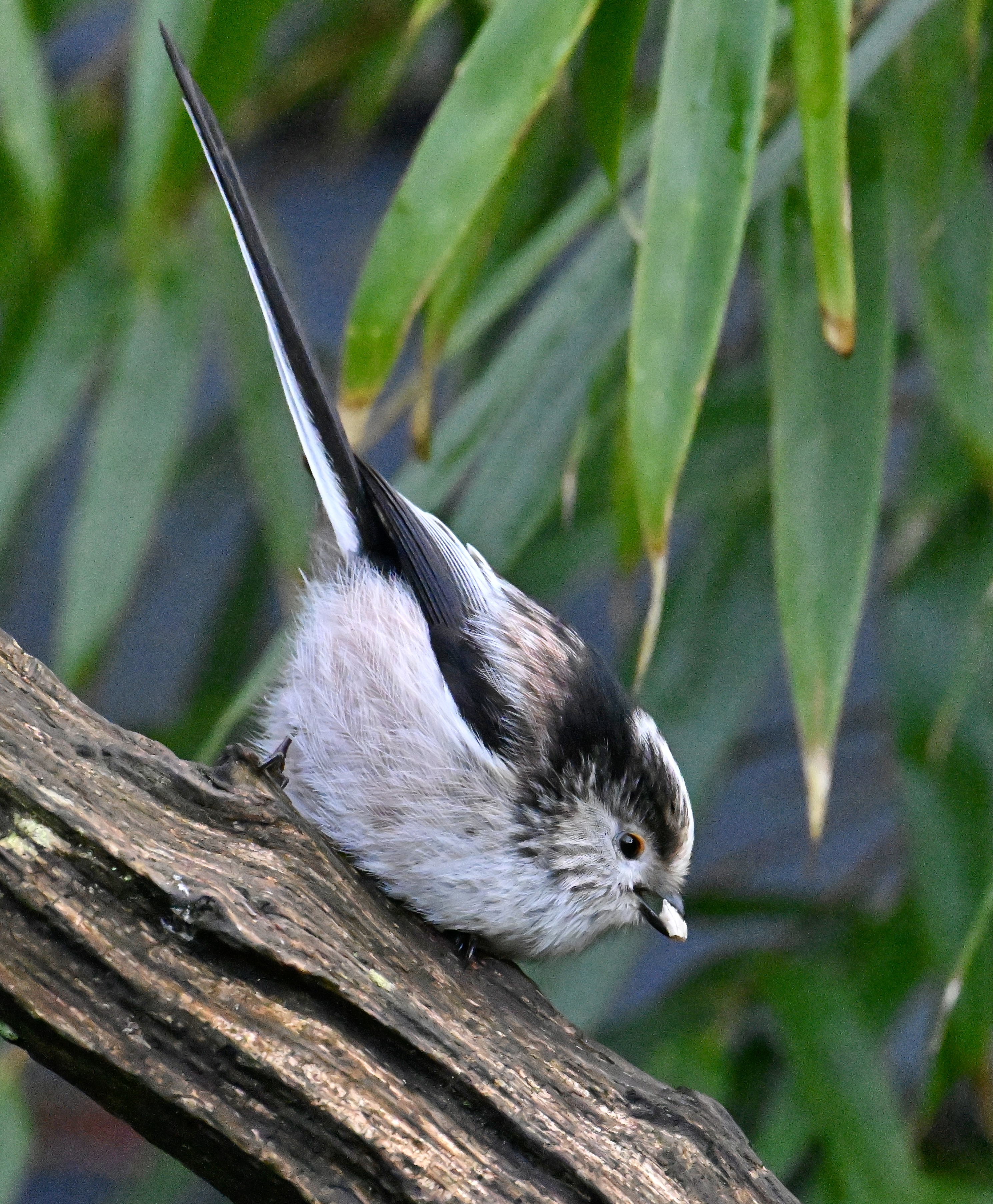 Long-tailed Tit - 01-03-2024