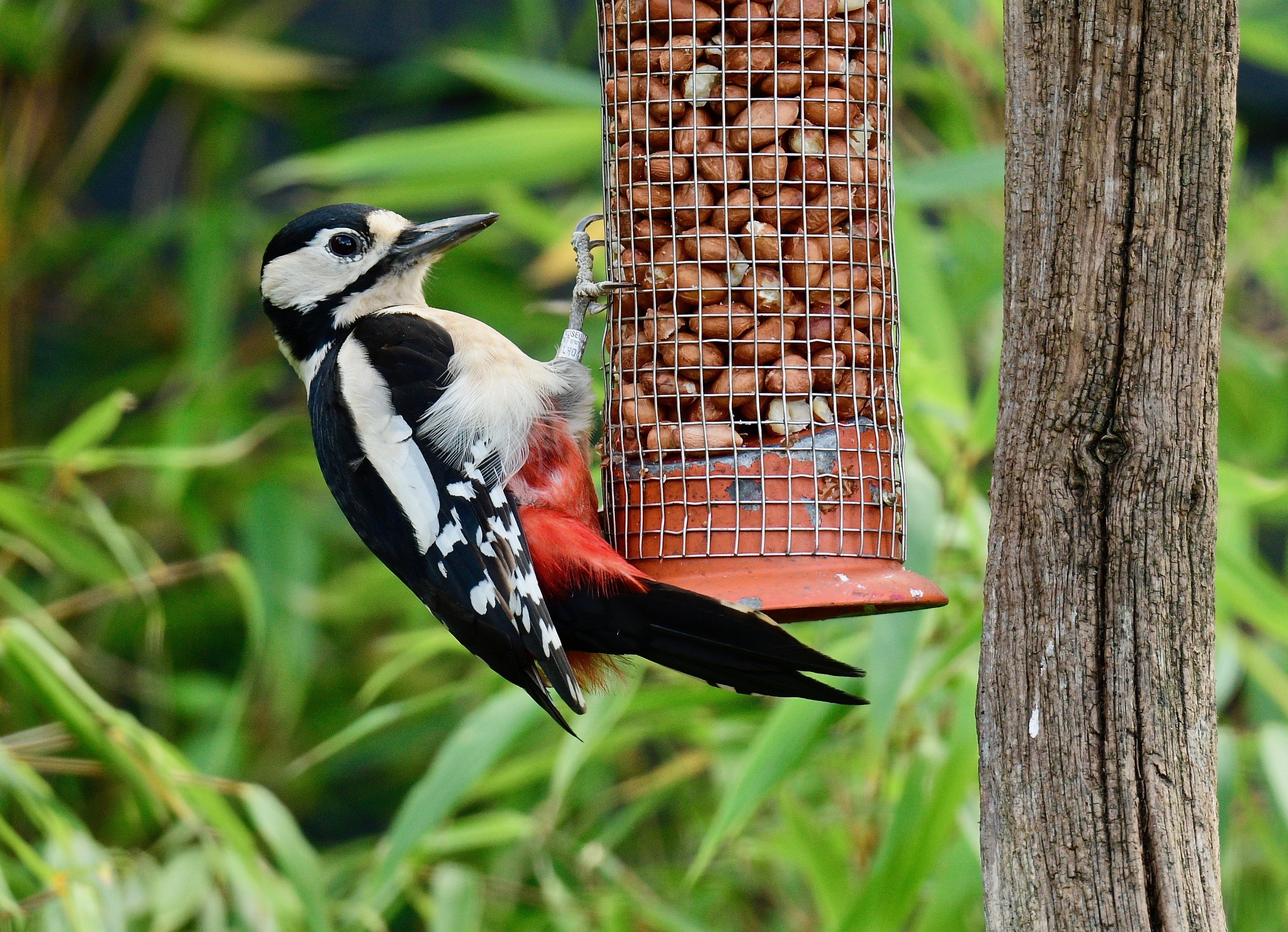 Great Spotted Woodpecker - 15-10-2022