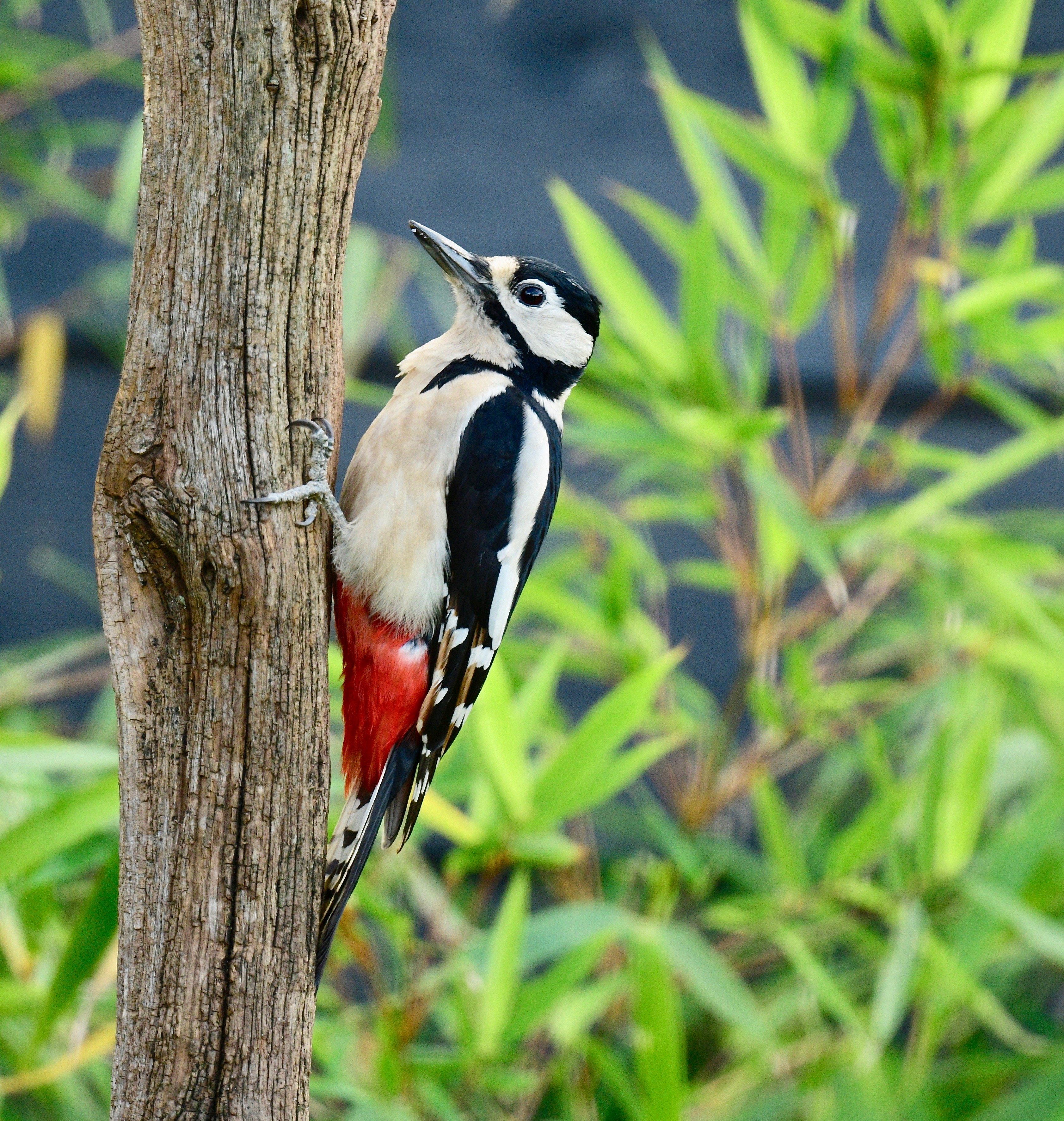 Great Spotted Woodpecker - 15-10-2022