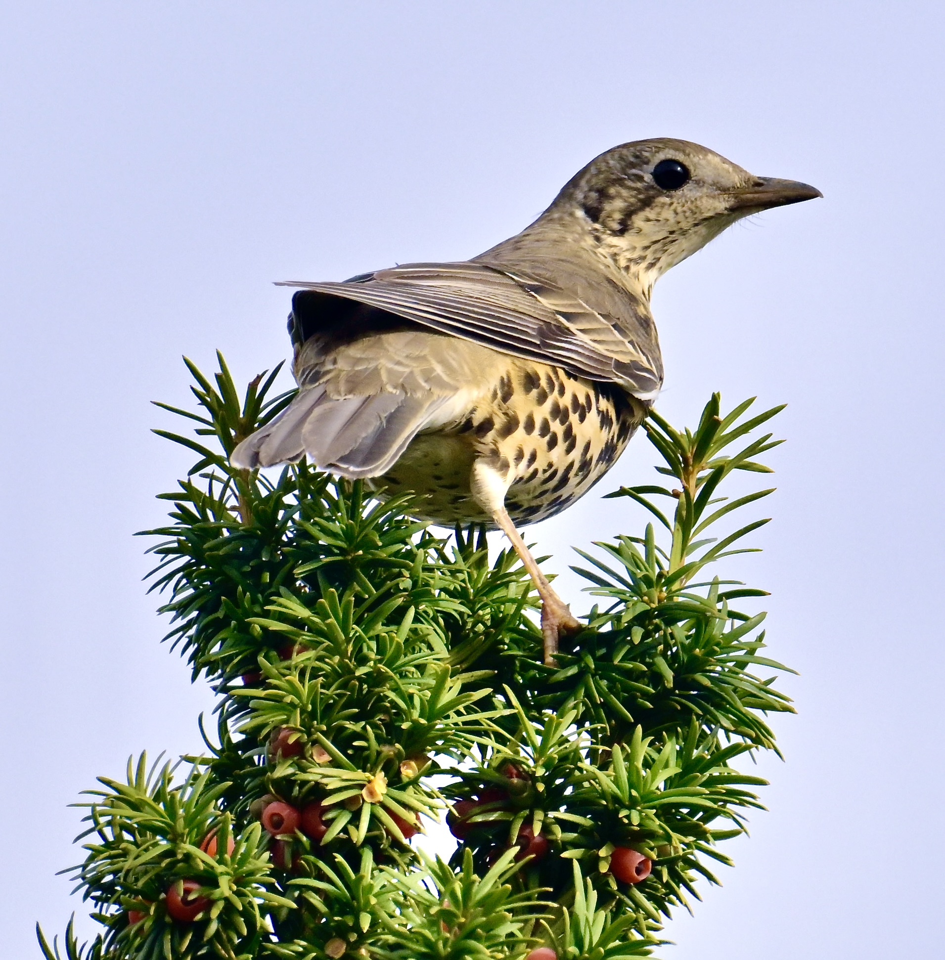 Mistle Thrush - 23-10-2023