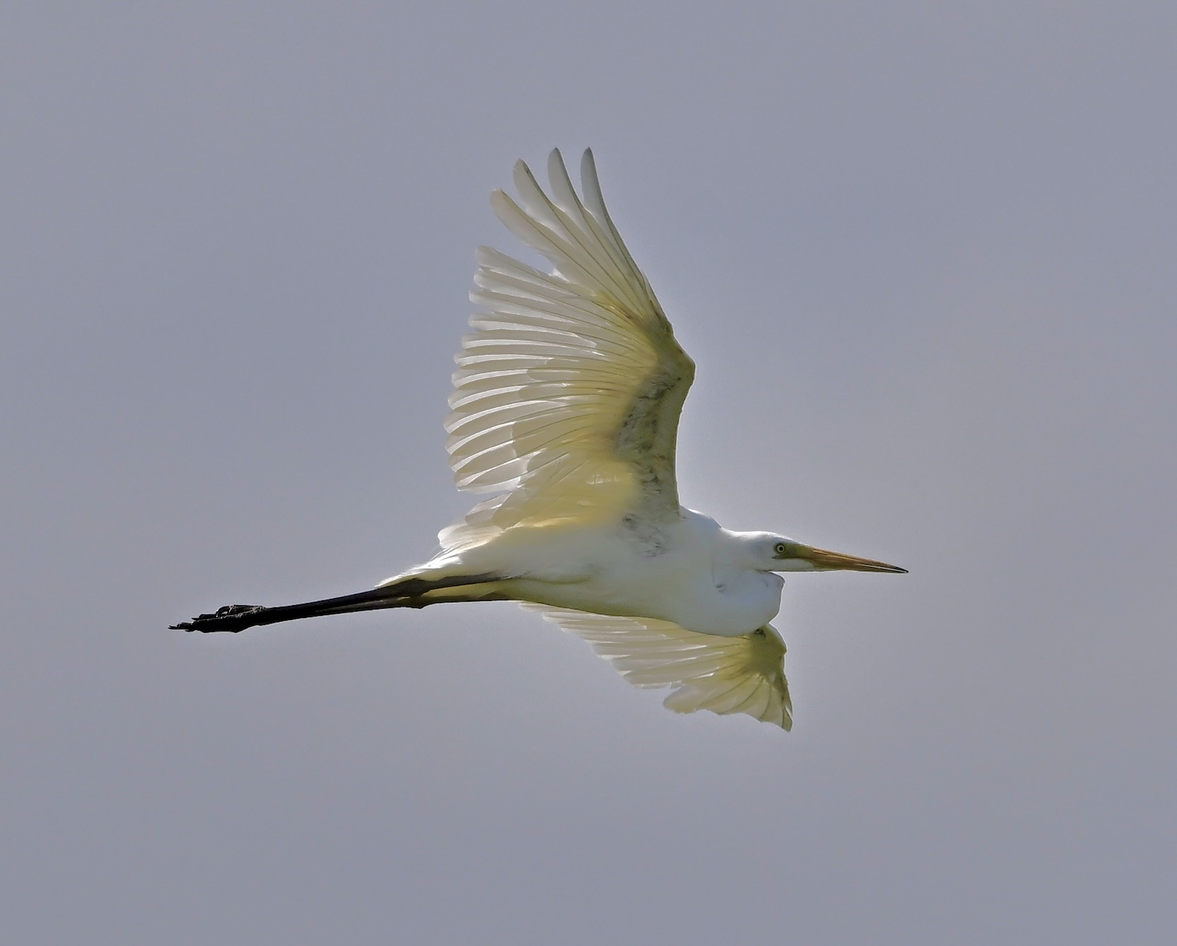 Great White Egret - 10-07-2024