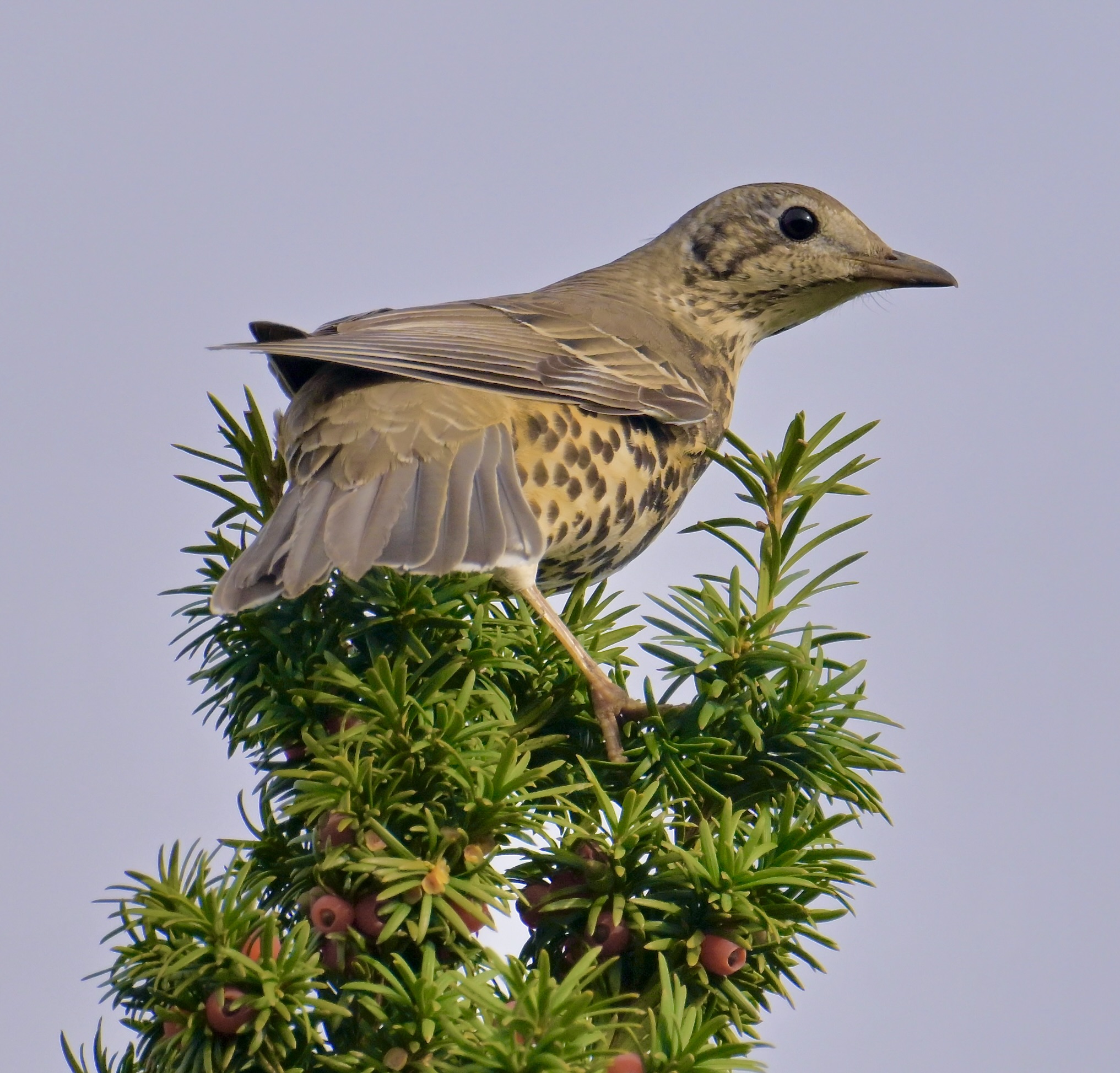 Mistle Thrush - 23-10-2023