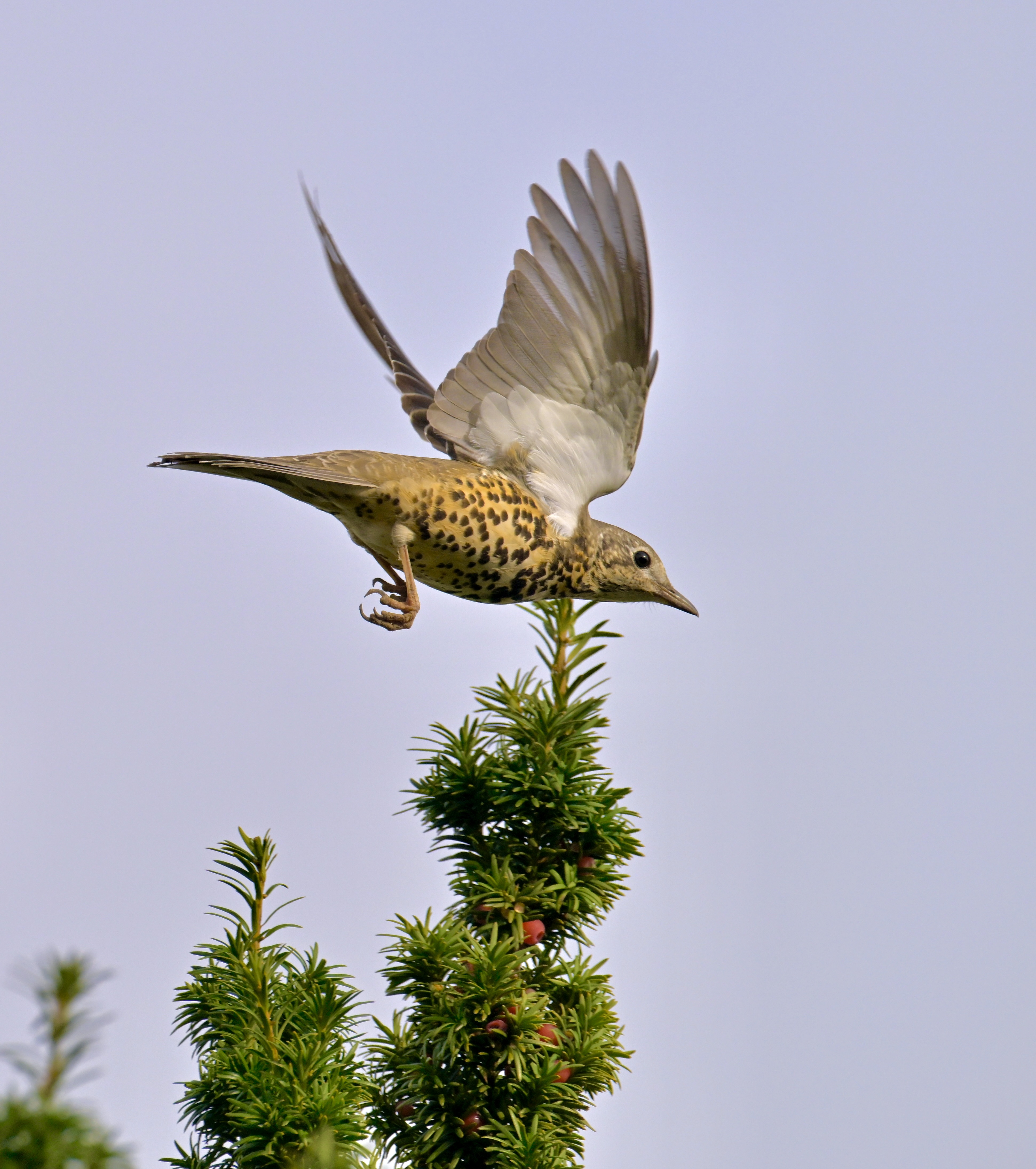 Mistle Thrush - 23-10-2023