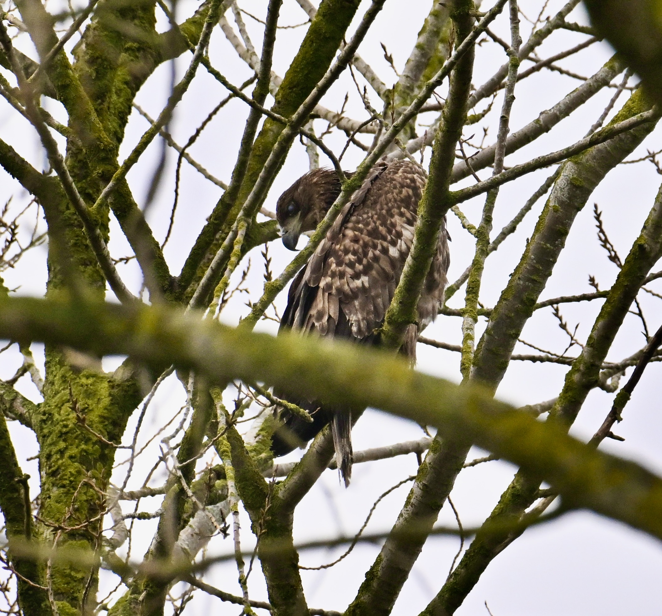 White-tailed Eagle - 03-03-2024