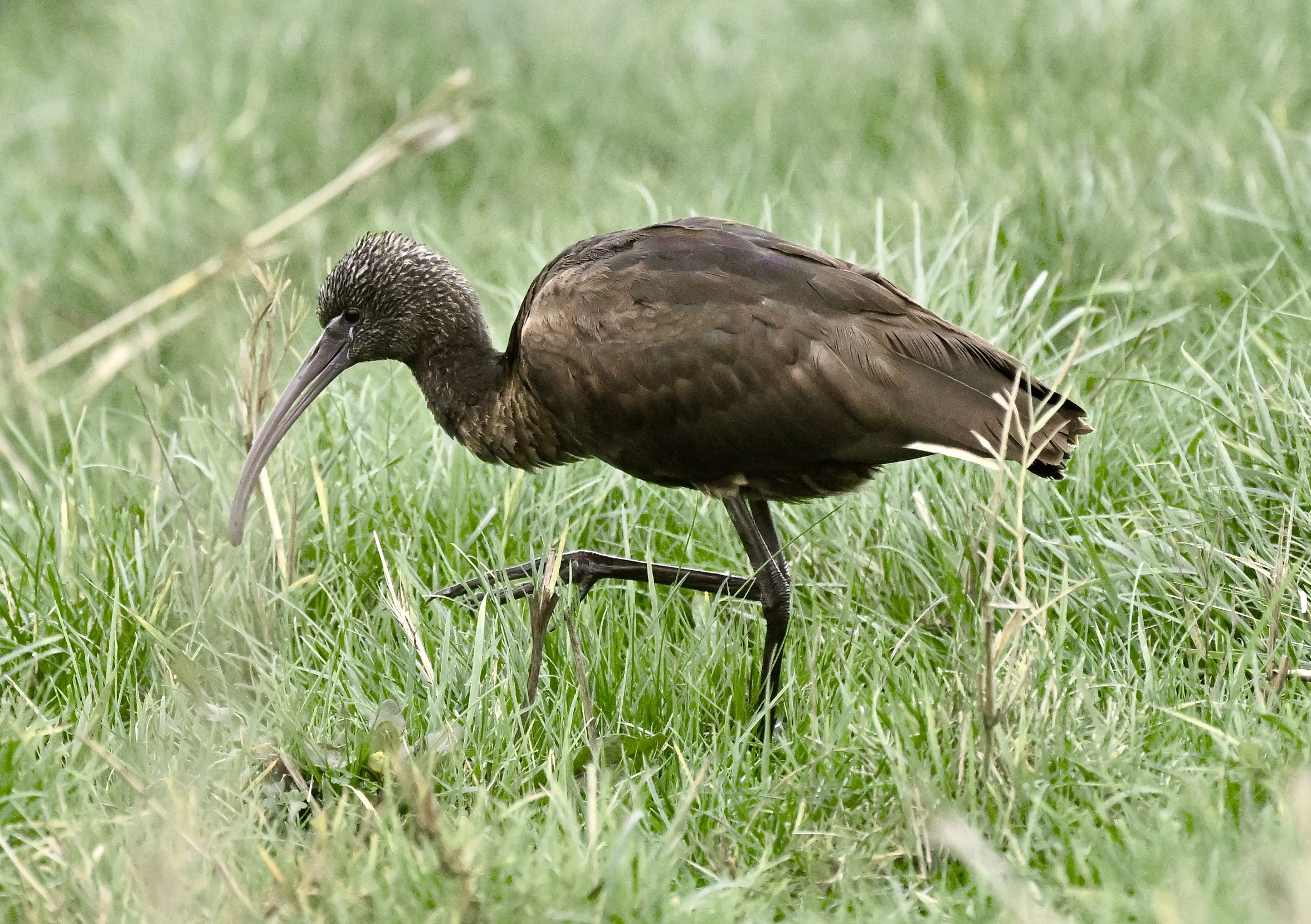 Glossy Ibis - 27-11-2025