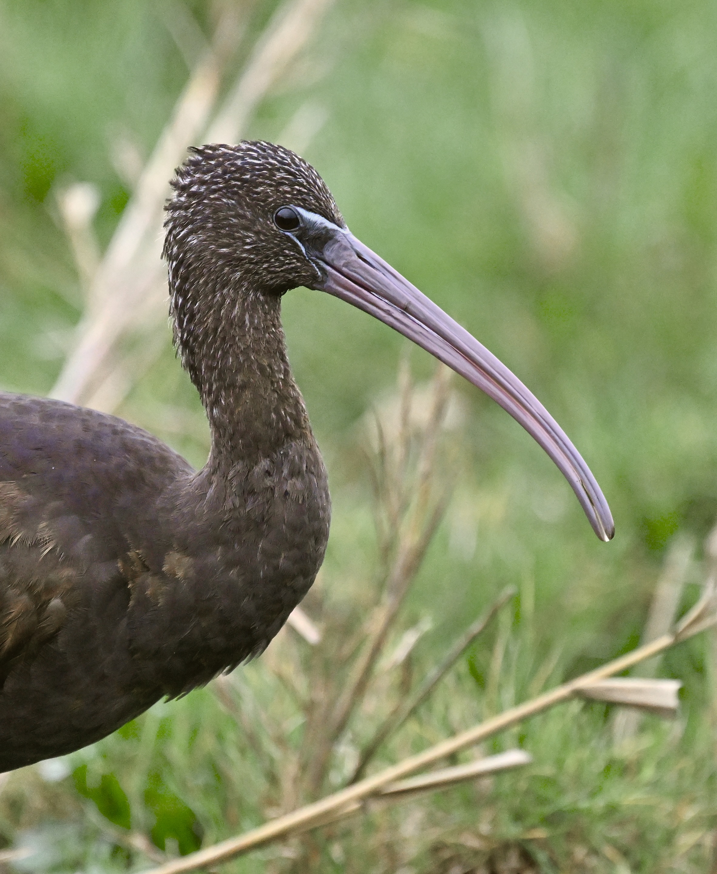Glossy Ibis - 27-11-2025