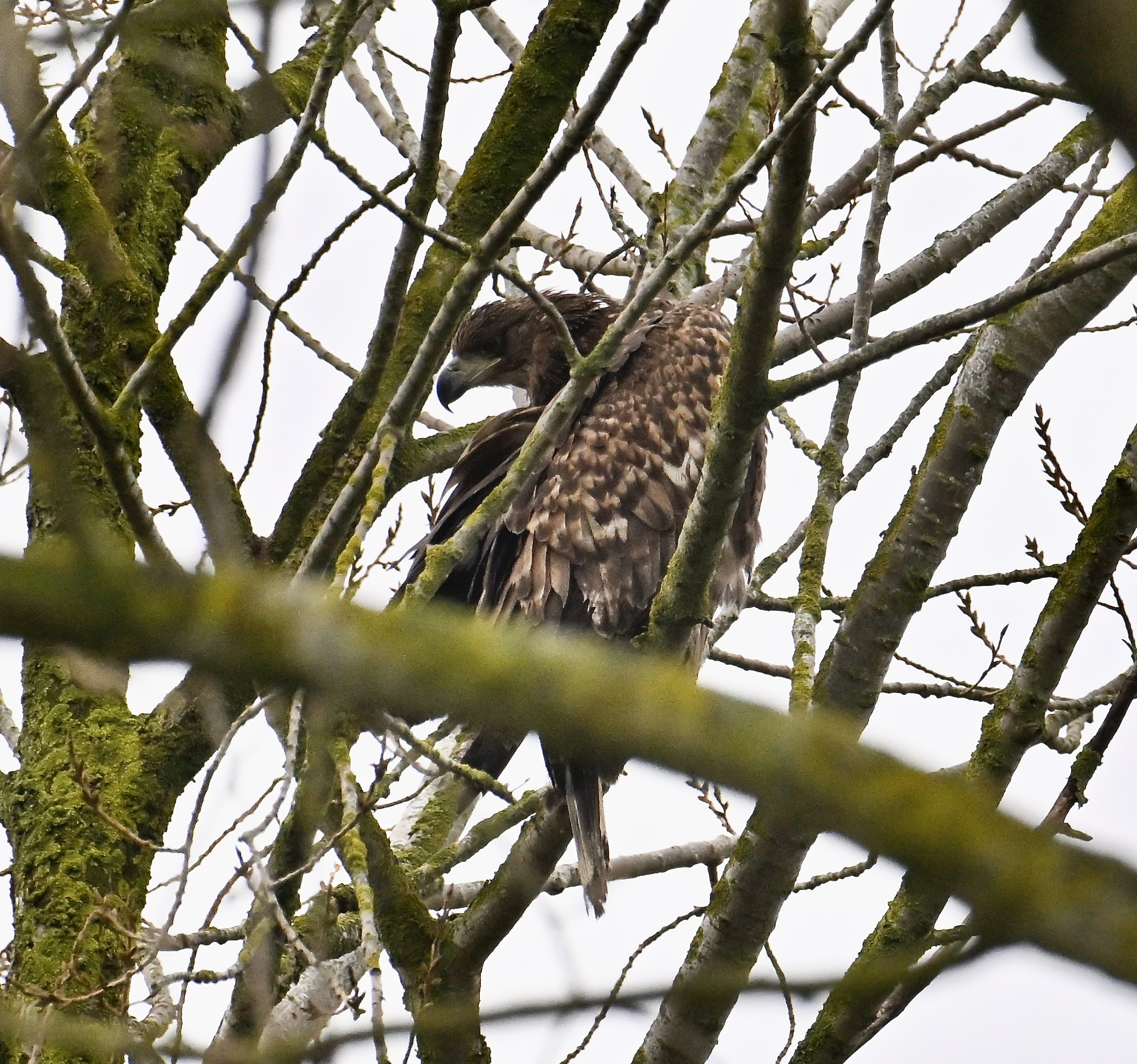 White-tailed Eagle - 03-03-2024