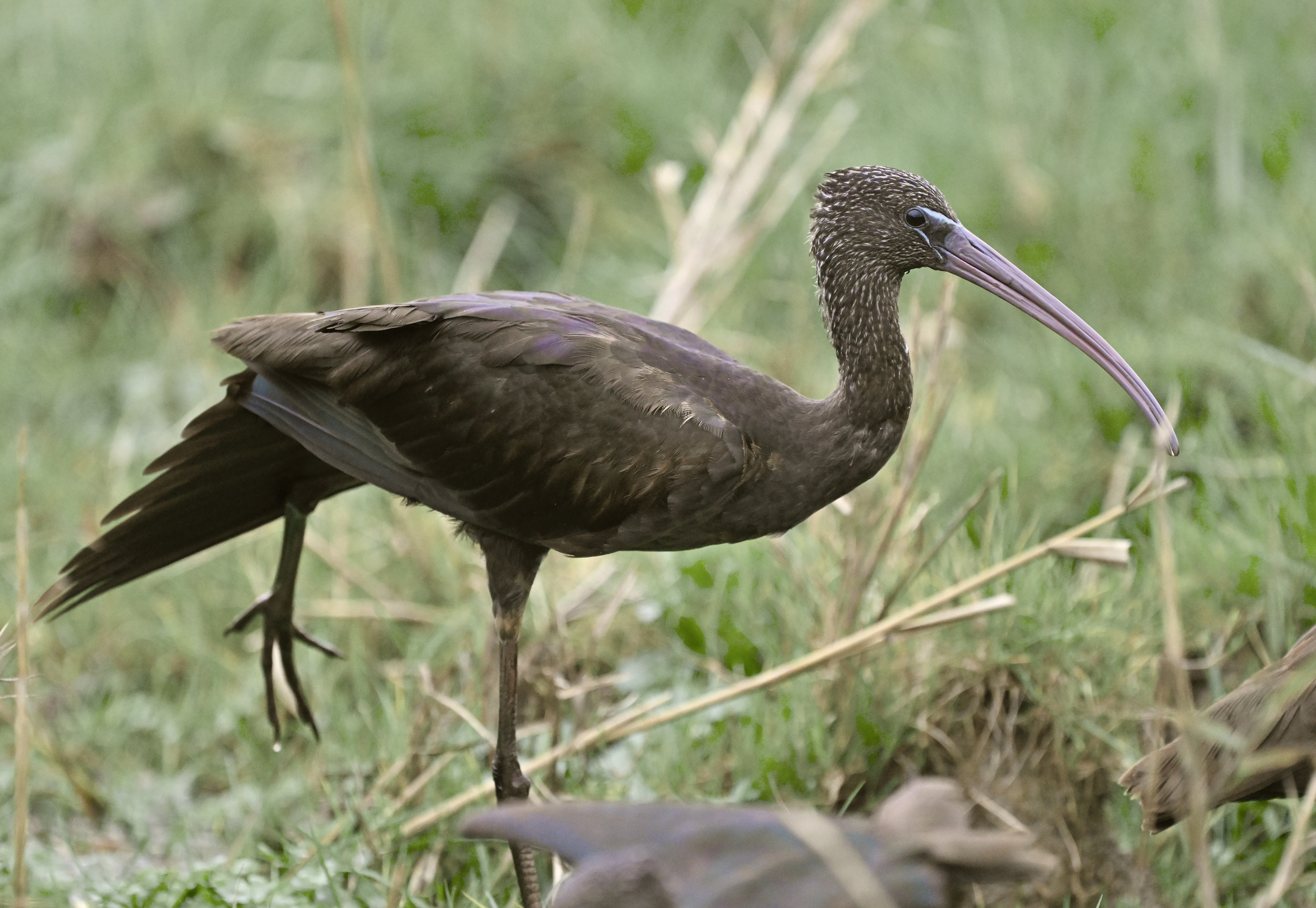 Glossy Ibis - 27-11-2025