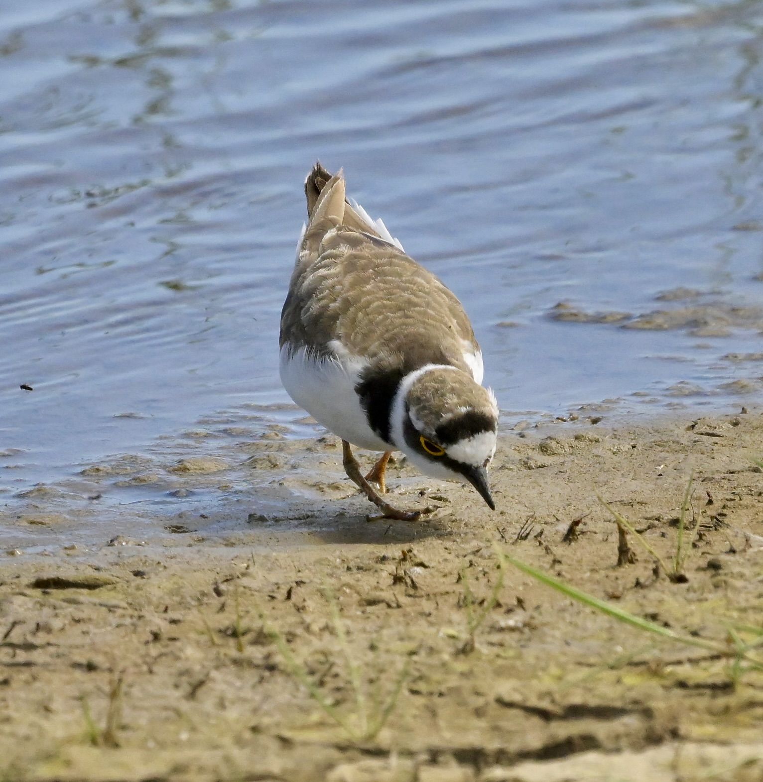 Little Ringed Plover - 29-06-2026