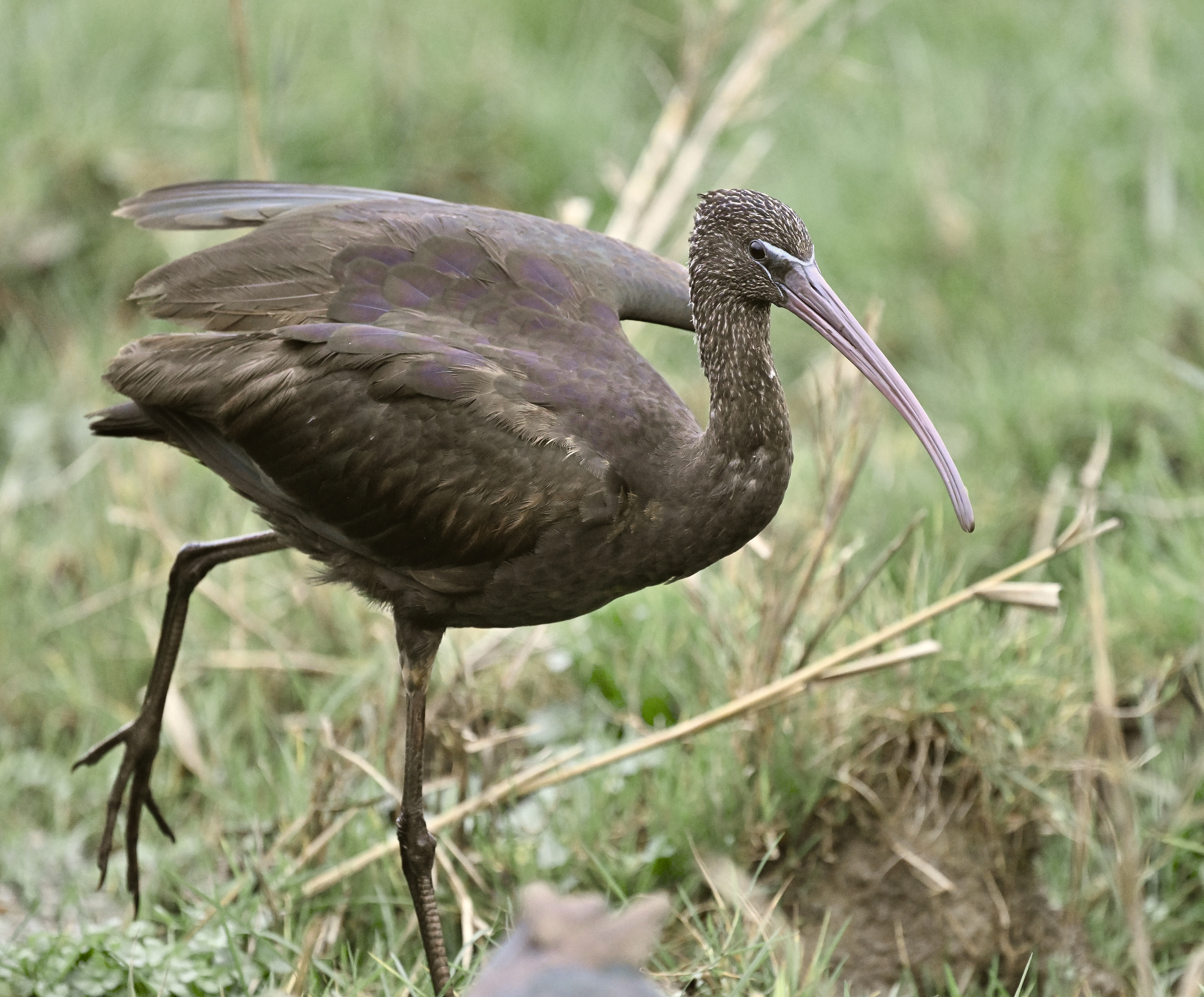 Glossy Ibis - 27-11-2025