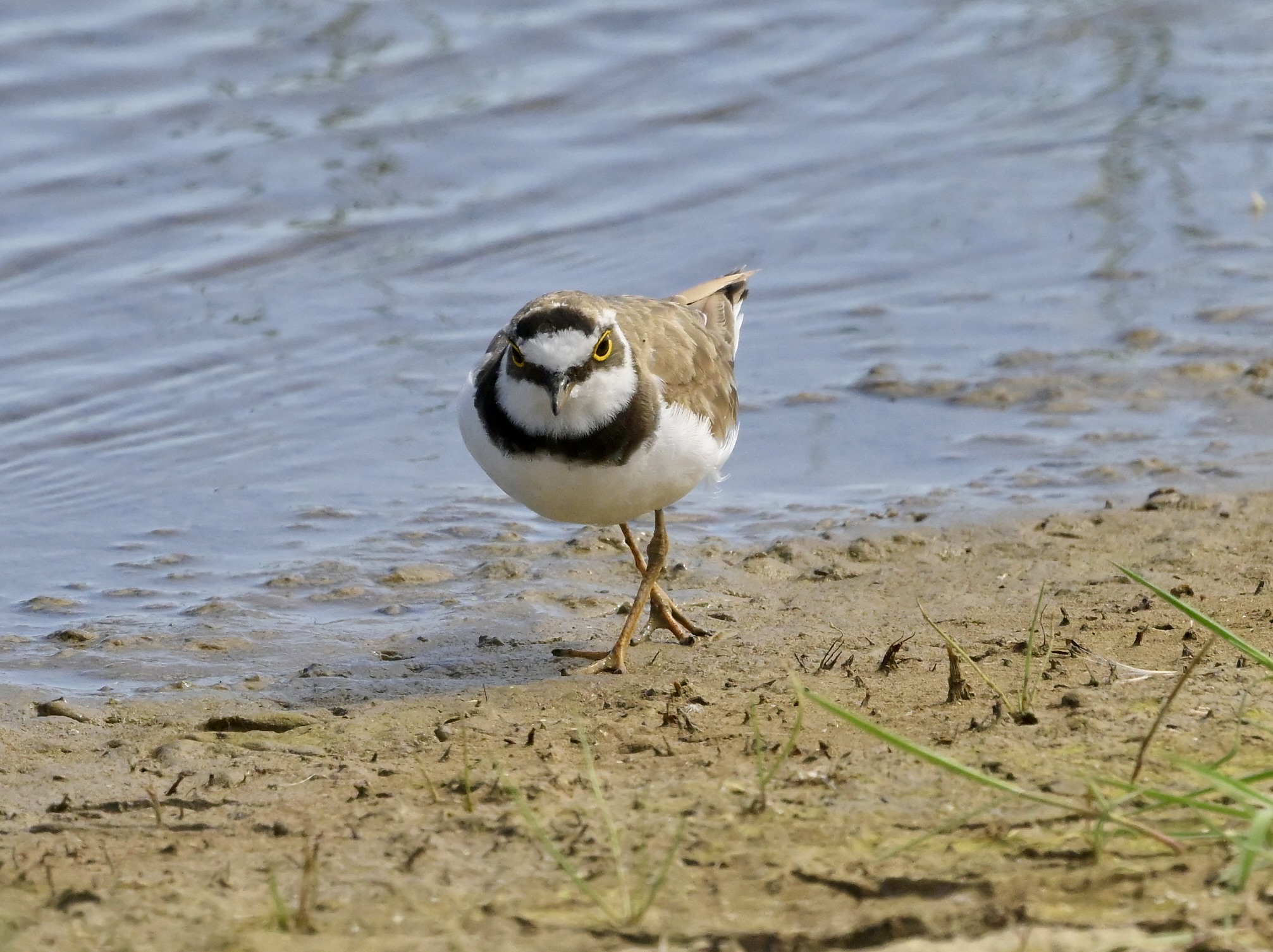 Little Ringed Plover - 29-06-2026