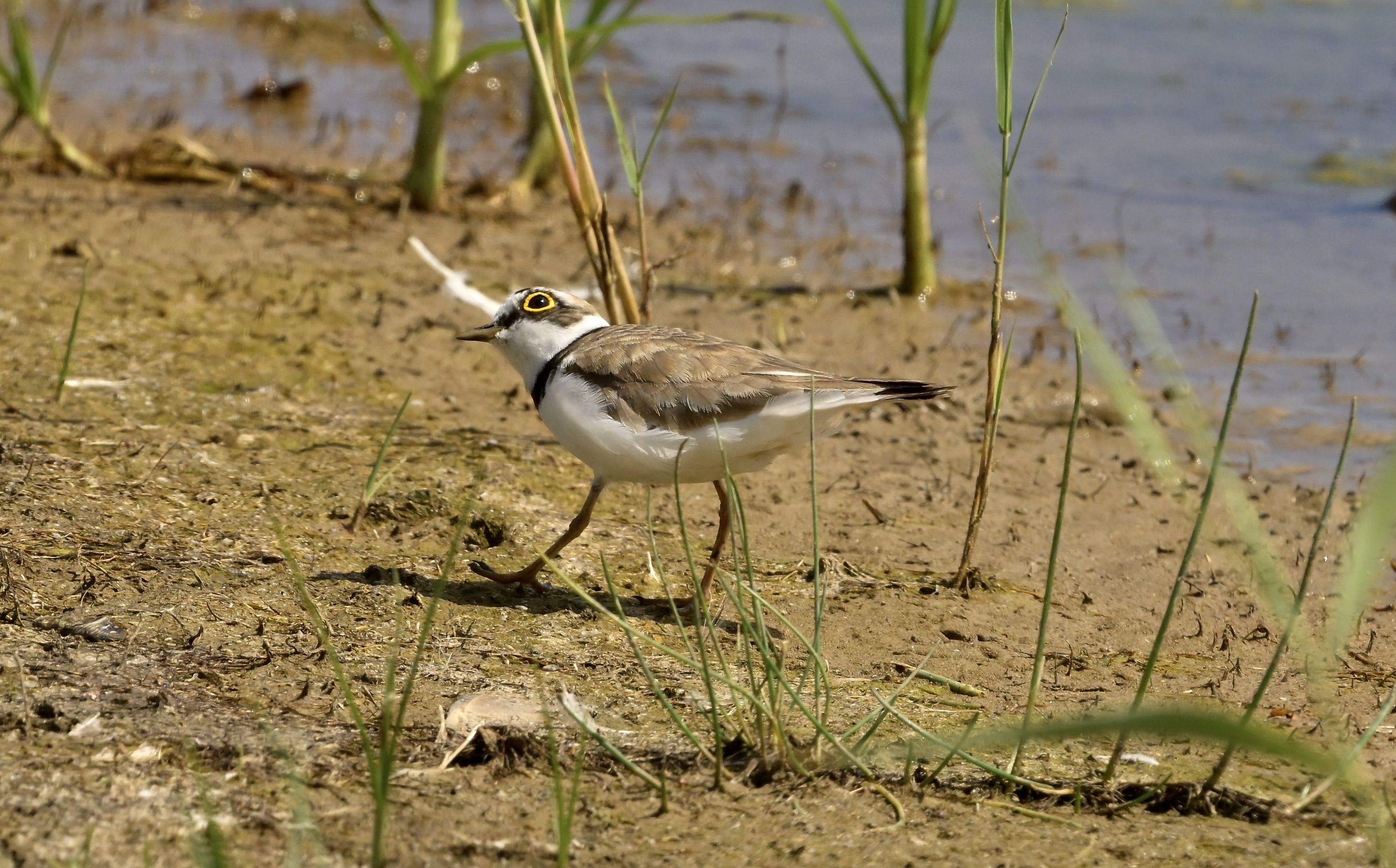 Little Ringed Plover - 29-06-2026