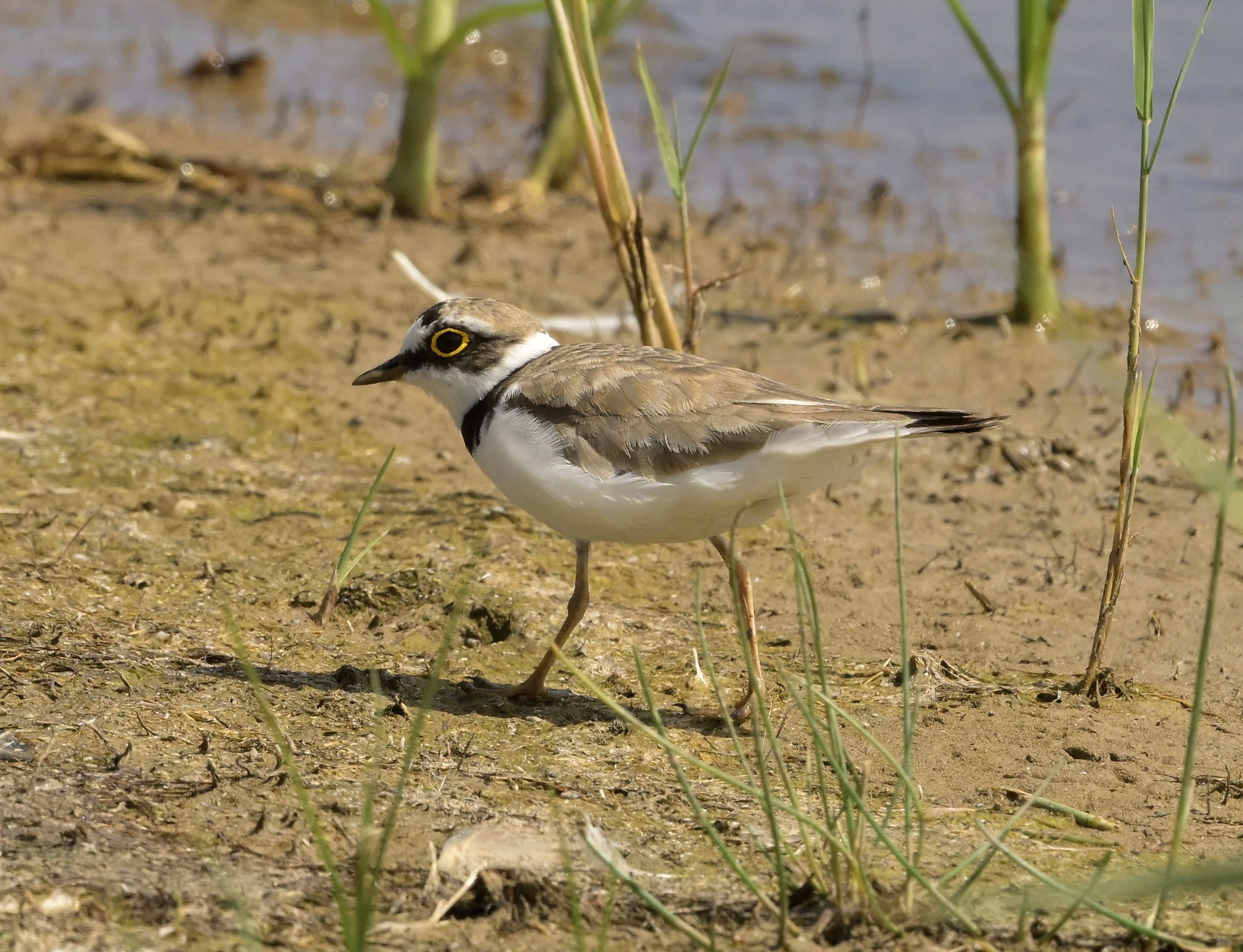 Little Ringed Plover - 29-06-2026