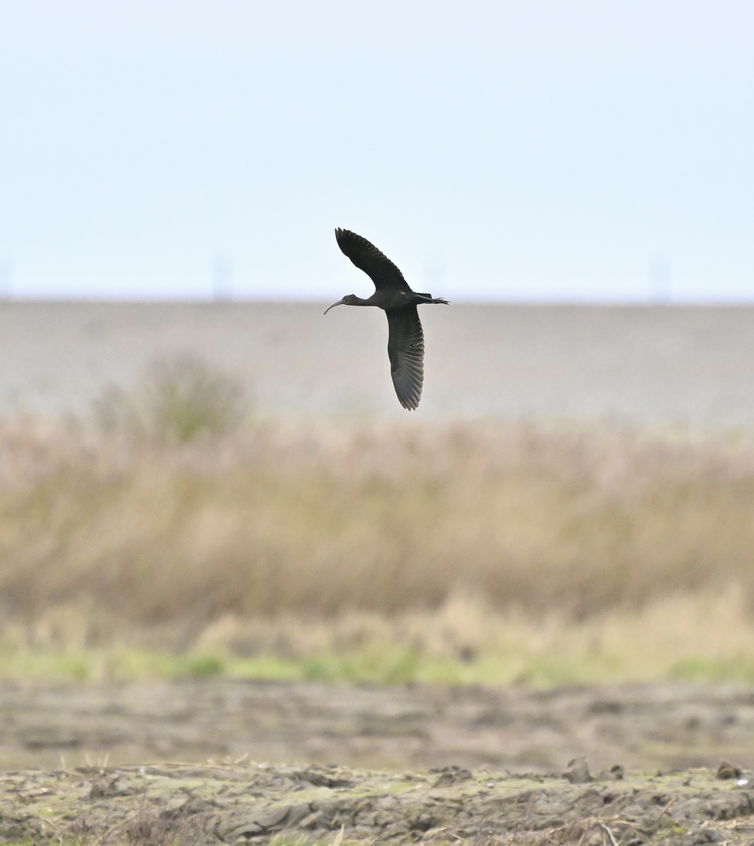 Glossy Ibis - 27-11-2025