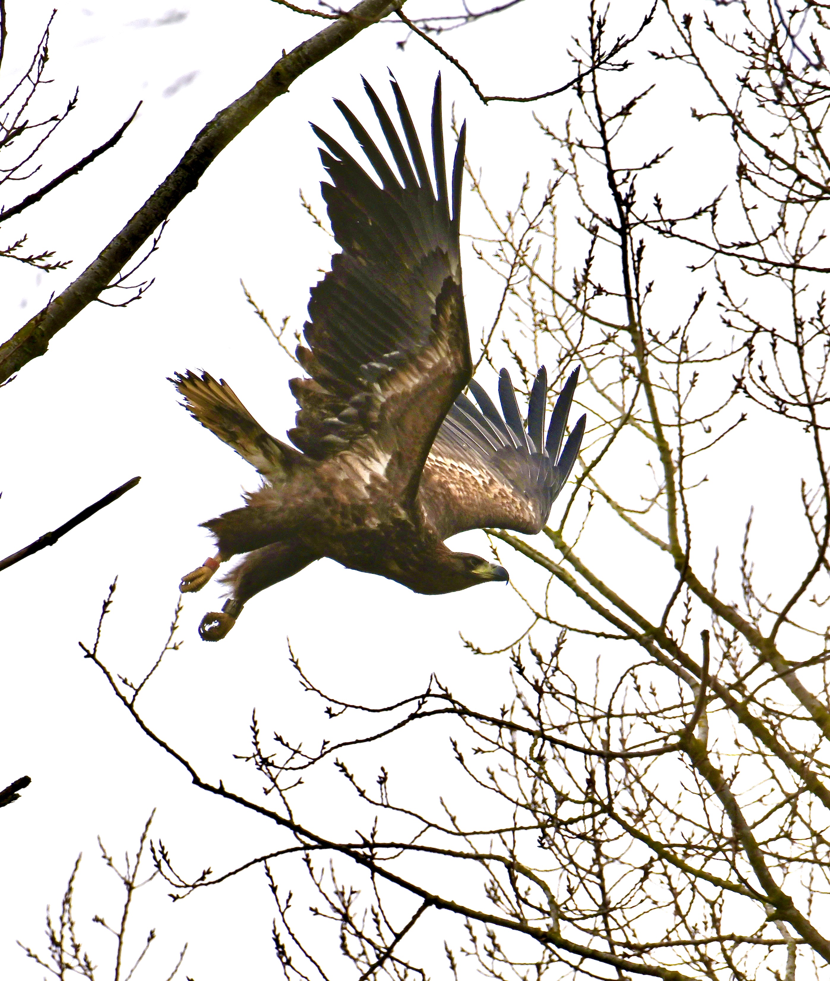 White-tailed Eagle - 03-03-2024