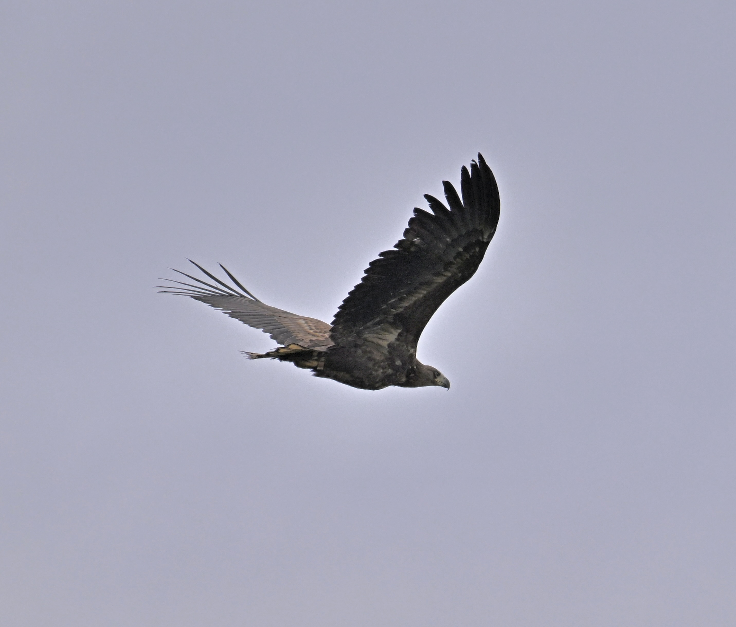 White-tailed Eagle - 03-03-2024