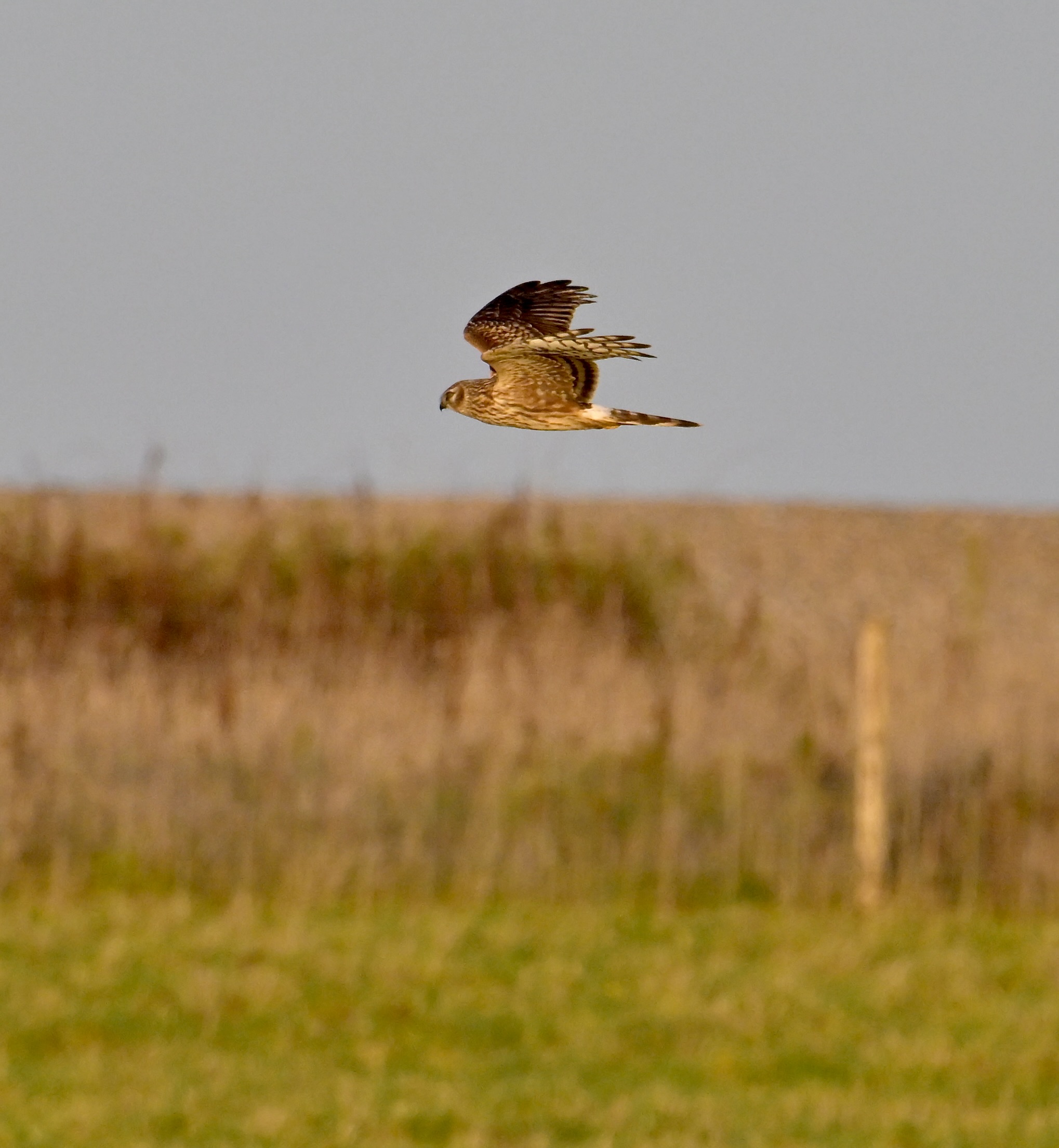 Hen Harrier - 06-11-2023