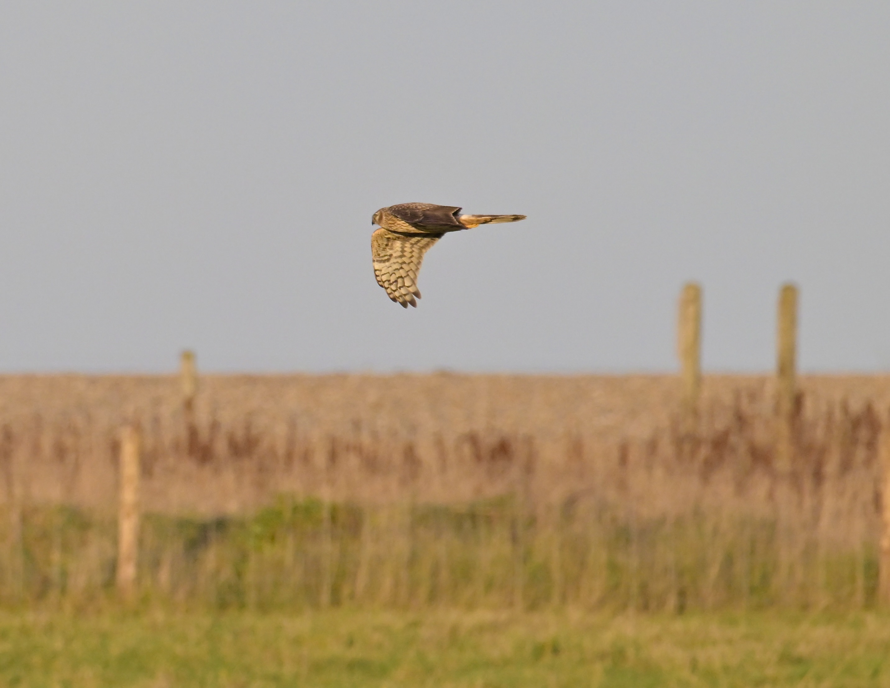 Hen Harrier - 06-11-2023