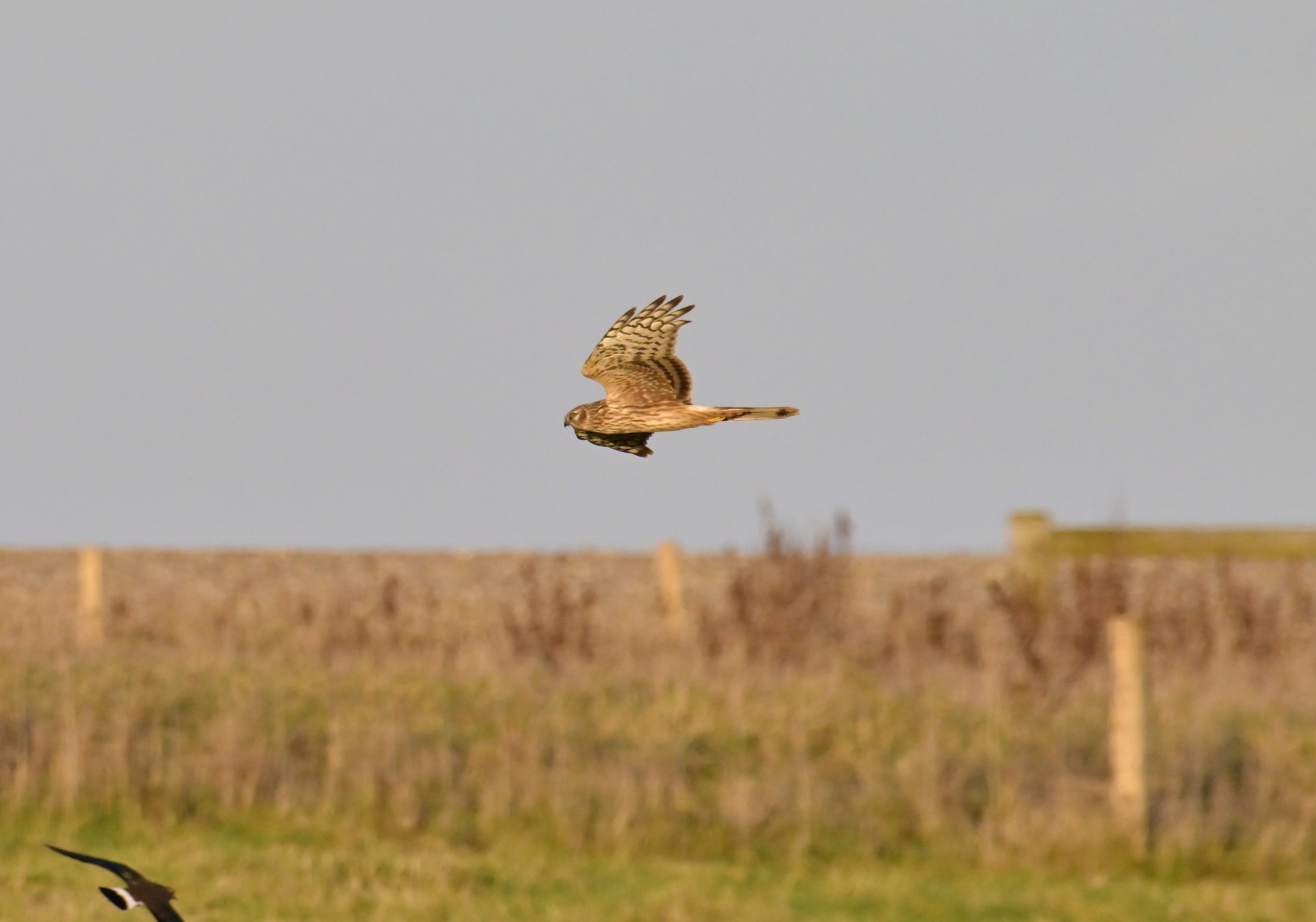 Hen Harrier - 06-11-2023