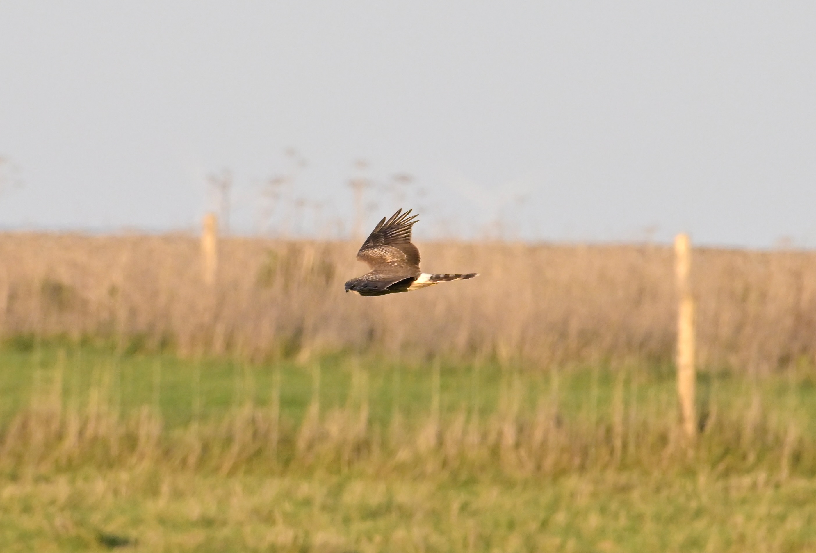 Hen Harrier - 06-11-2023