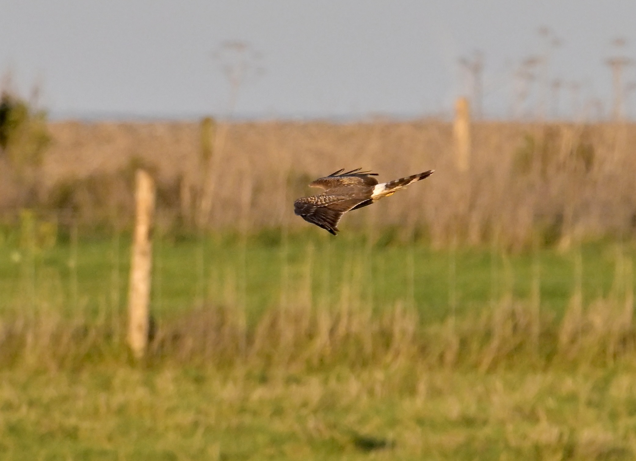 Hen Harrier - 06-11-2023