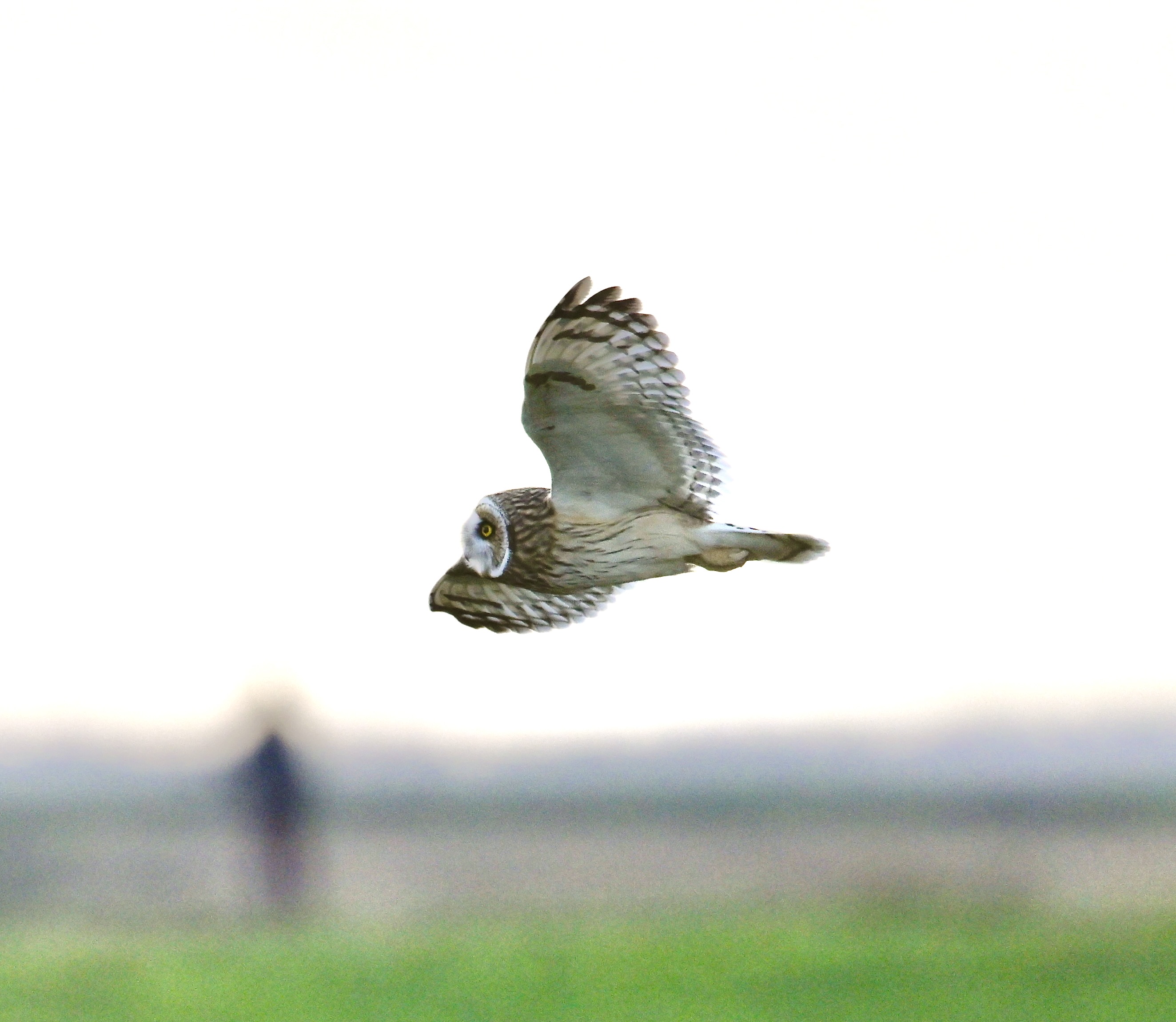 Short-eared Owl - 07-11-2023