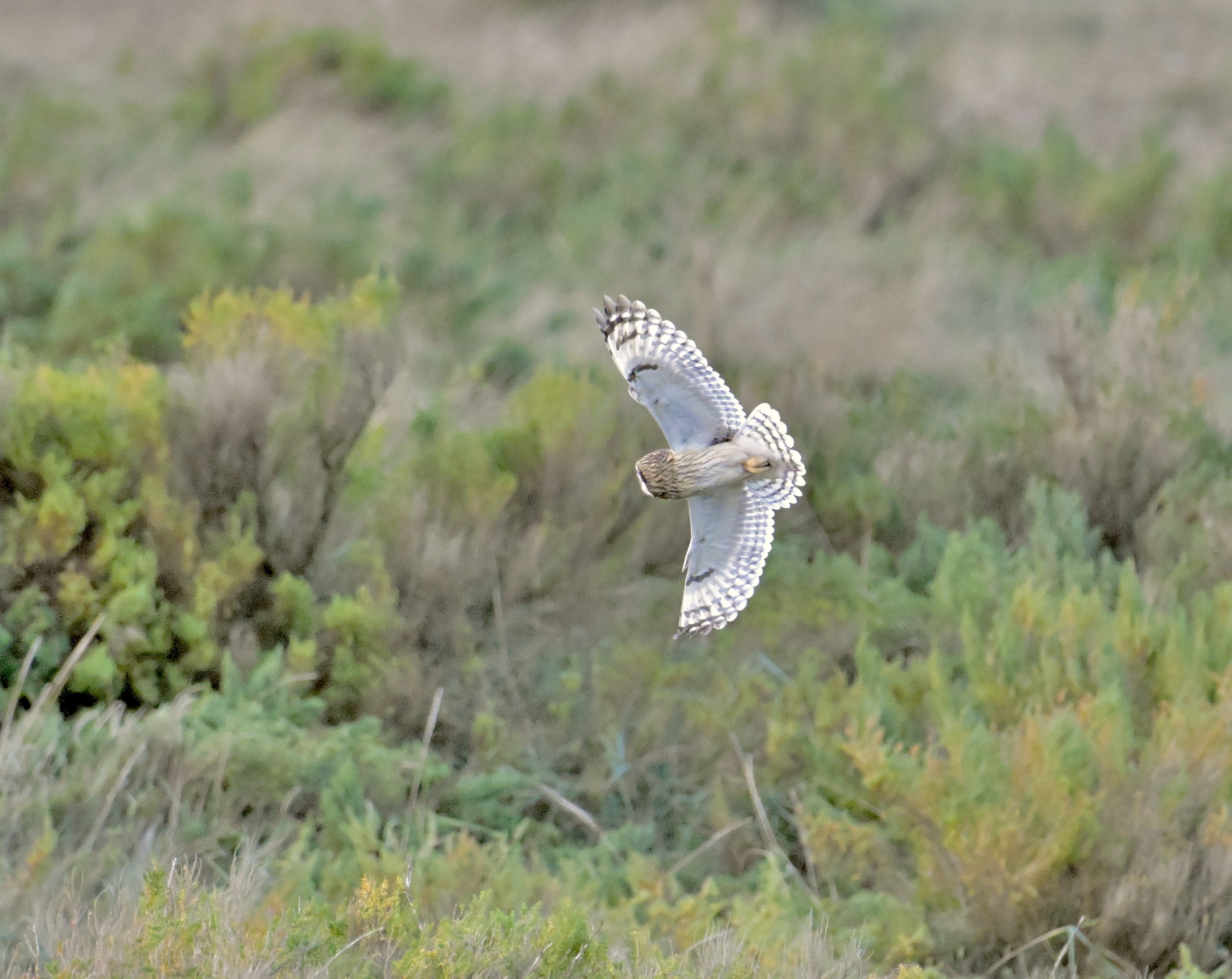 Short-eared Owl - 07-11-2023