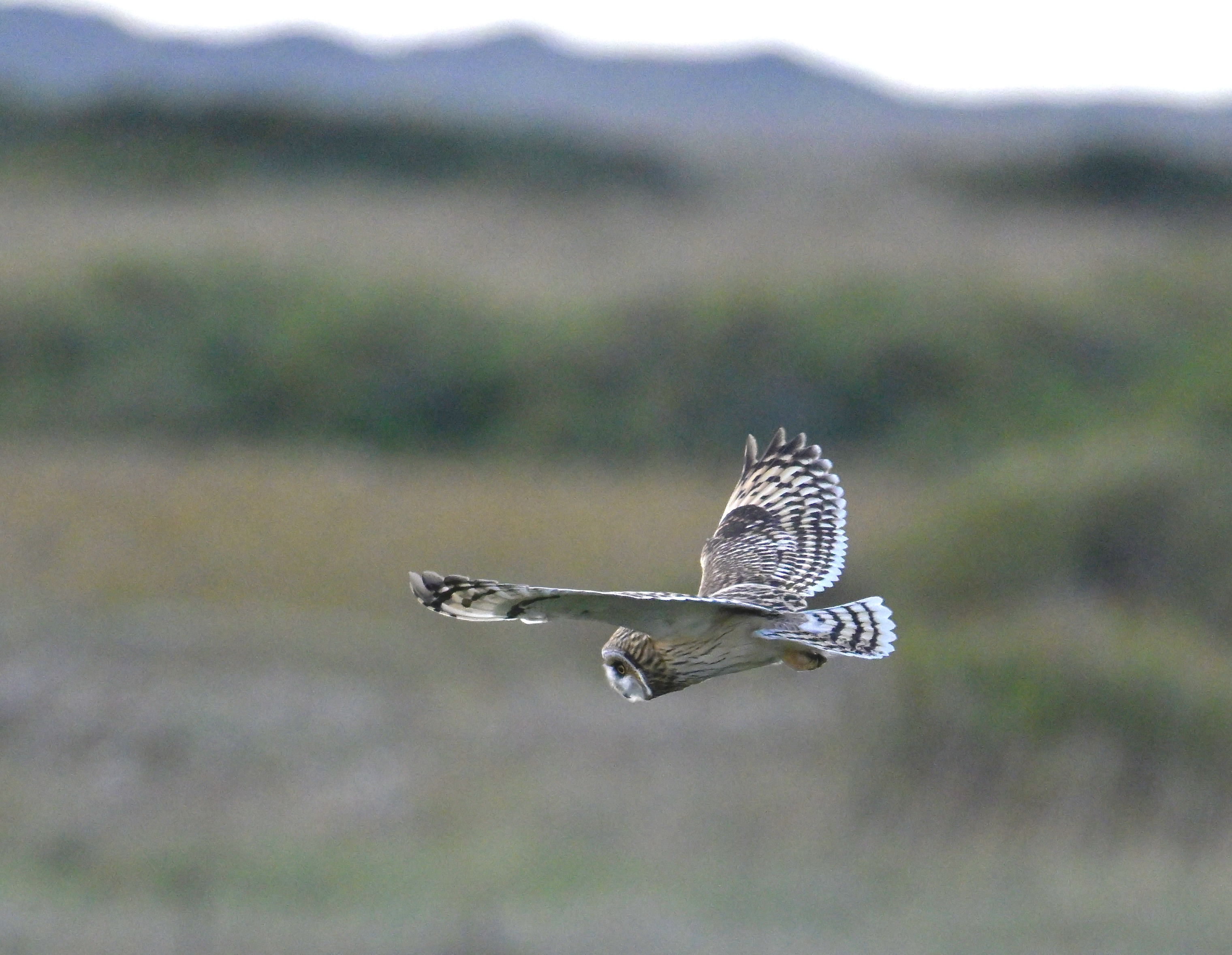 Short-eared Owl - 07-11-2023