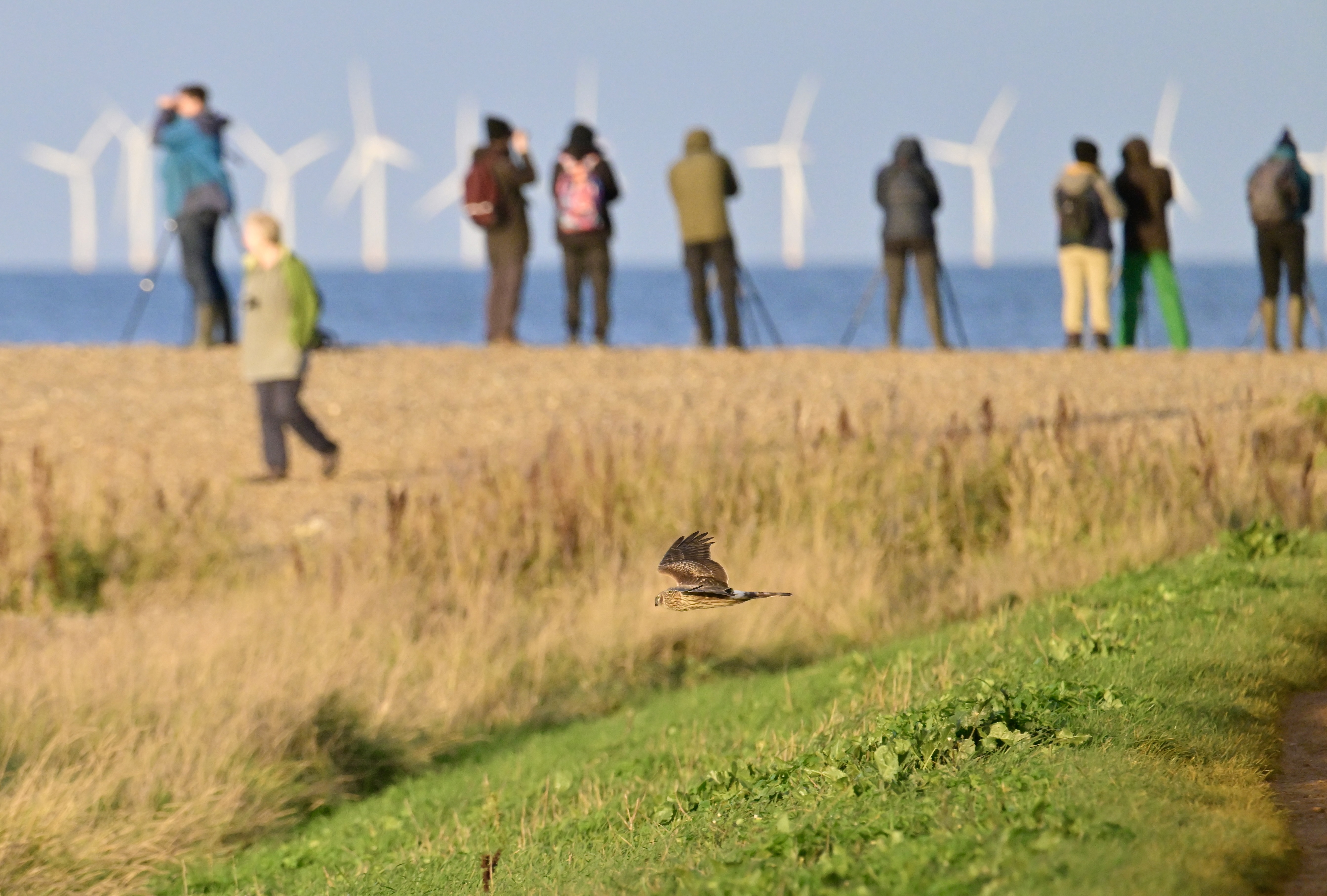 Hen Harrier - 07-11-2023