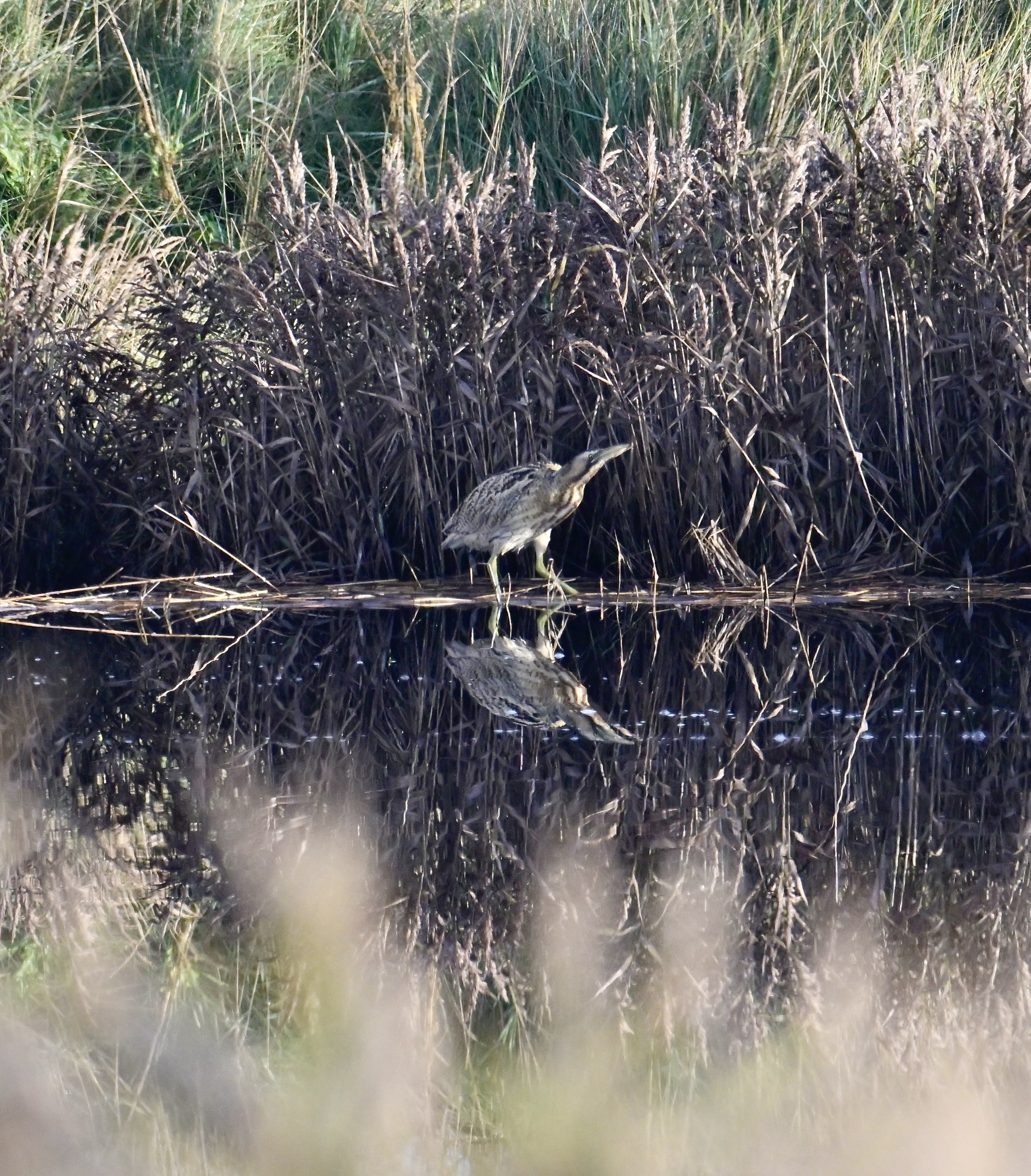 Bittern - 12-11-2023